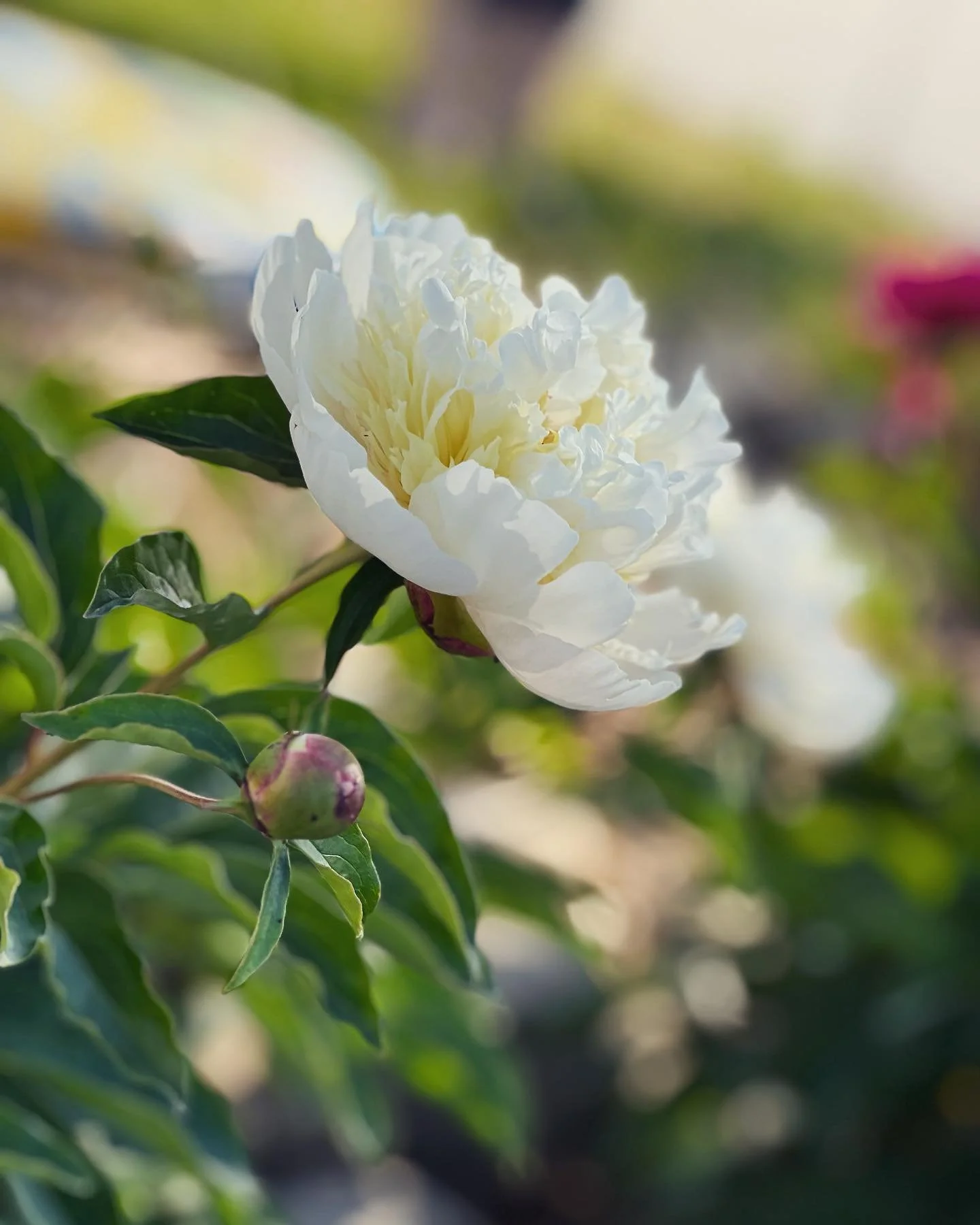 I will always be at home among
the flowers
the bees
the butterflies
Here in my peony garden.

#lifeinthegarden #bloomflourishandgrow #peonyseason #howdoesyourgardengrow