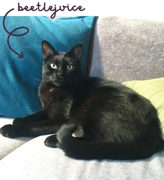 Sarah's emotional support black cat resting on a grey couch. A reminder of the warmth, safety, and neurodivergent-affirming care in therapy.