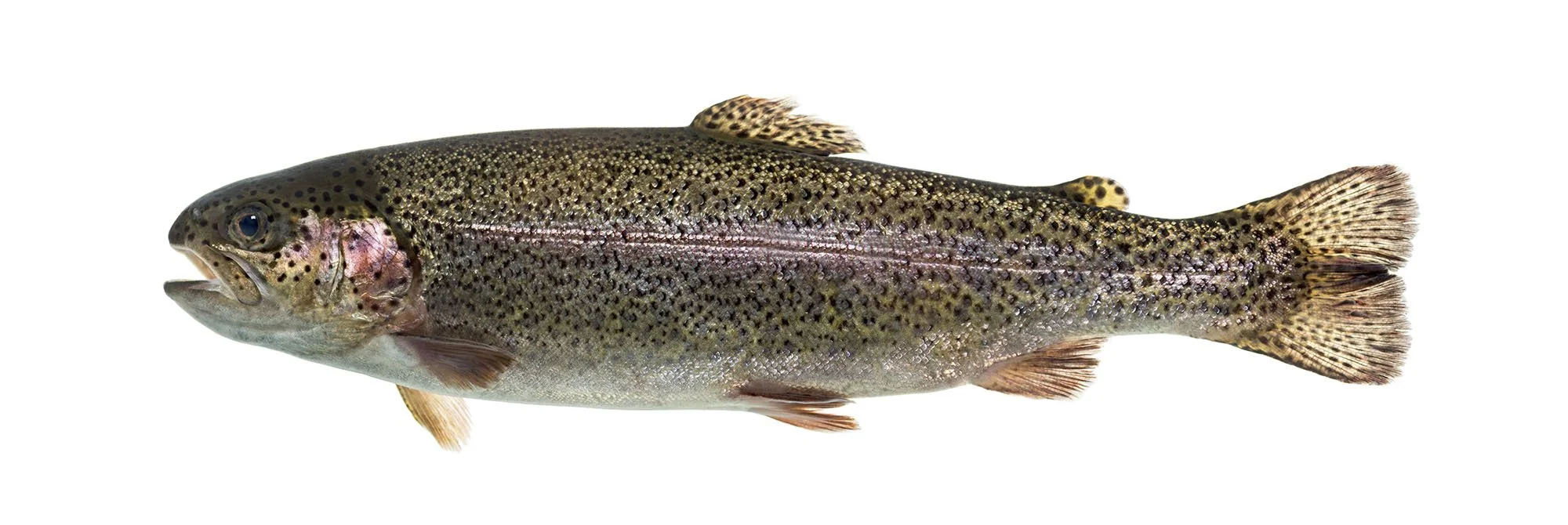 Rainbow trout on a white background.