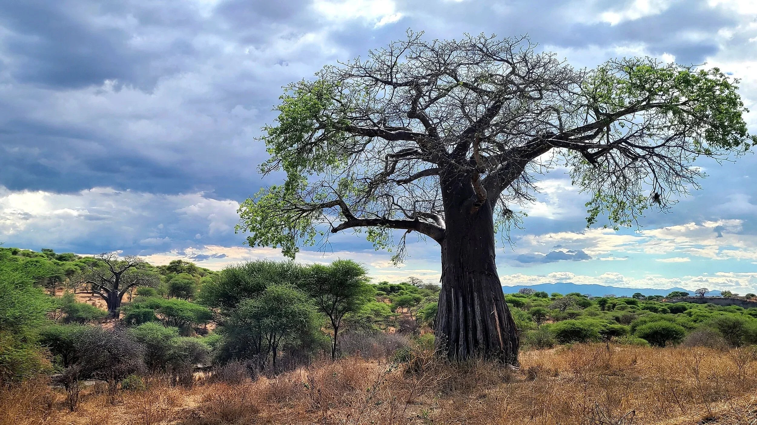 Tanzania – Tarangire