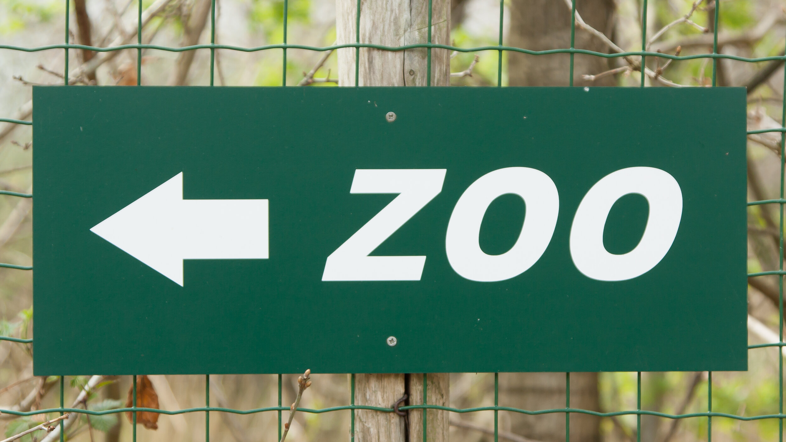 Judge's concern for animals if zoo wound up.