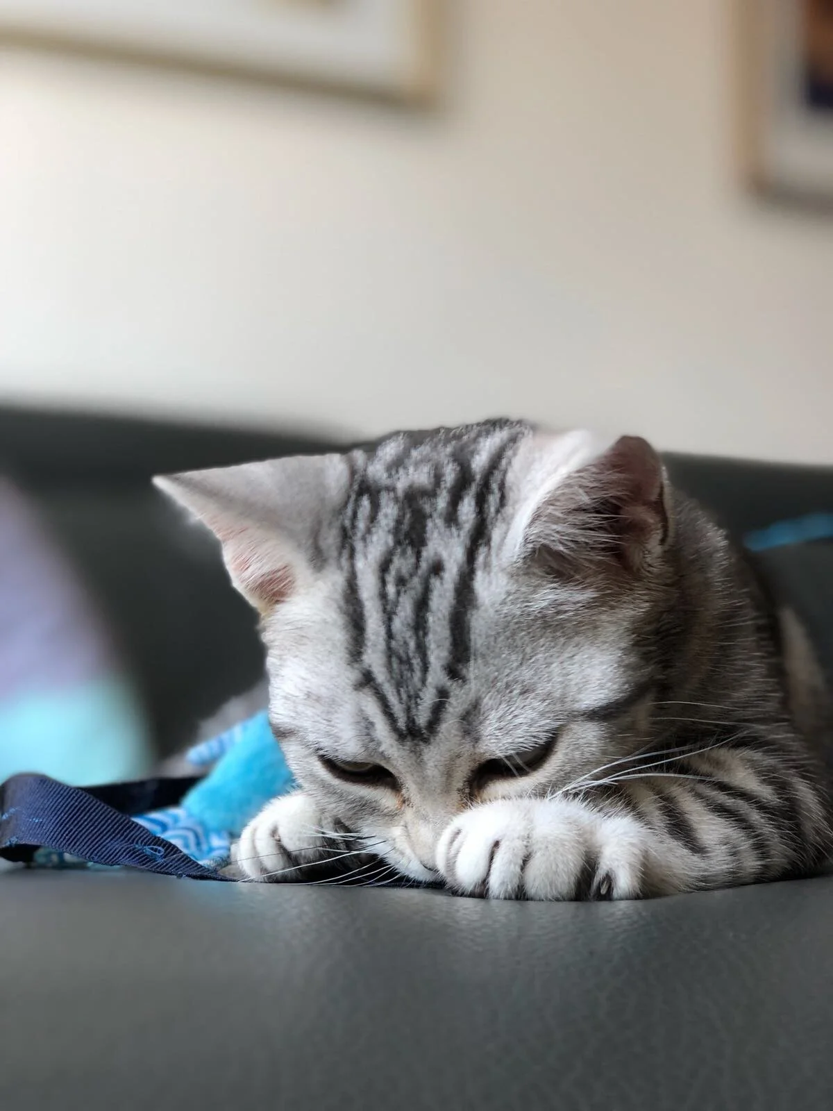 Teddy’s Law: Banning the Practice of declawing cats.