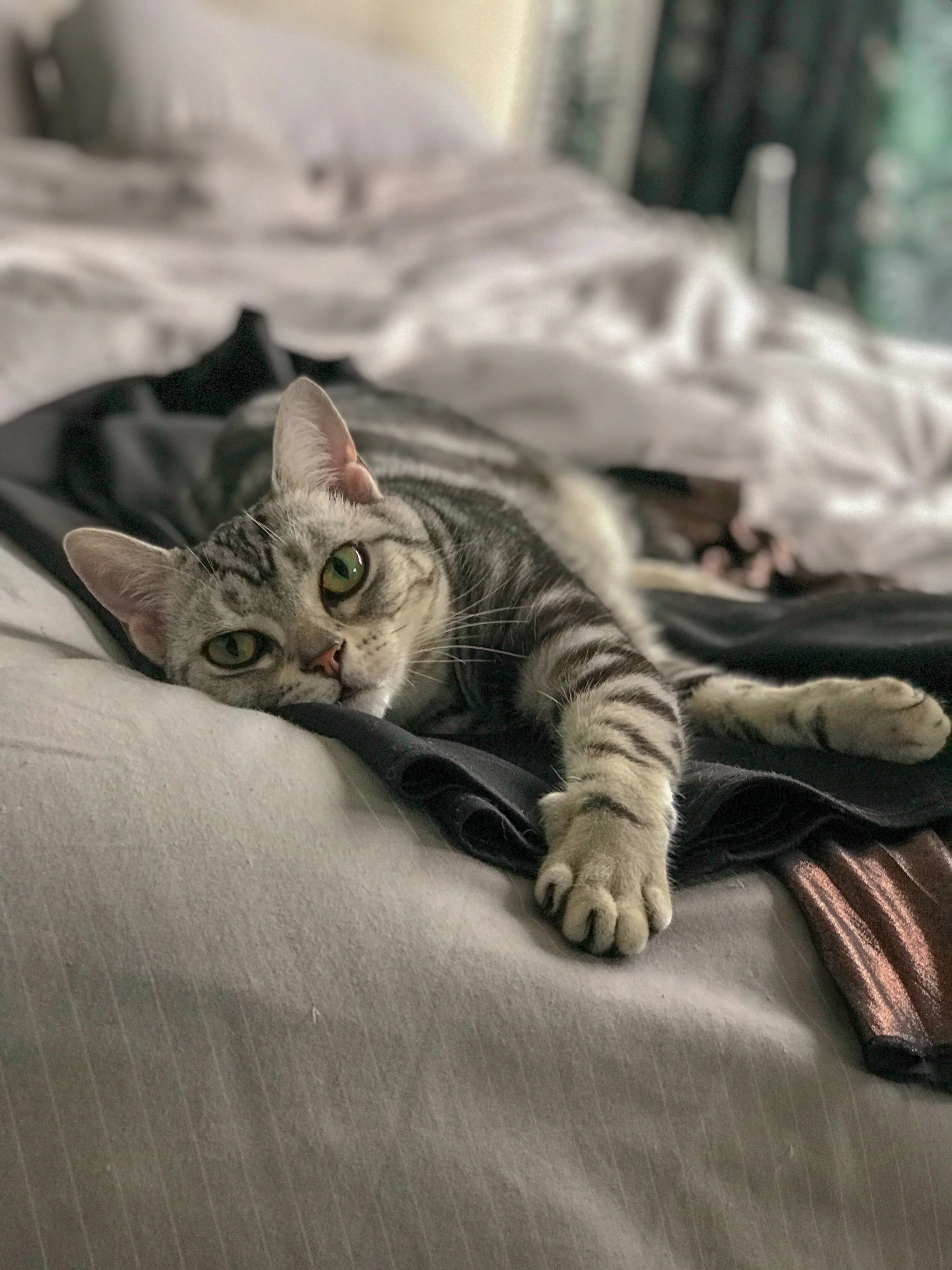 Virtual Talk: HKALPO x  The Animal Welfare Club.