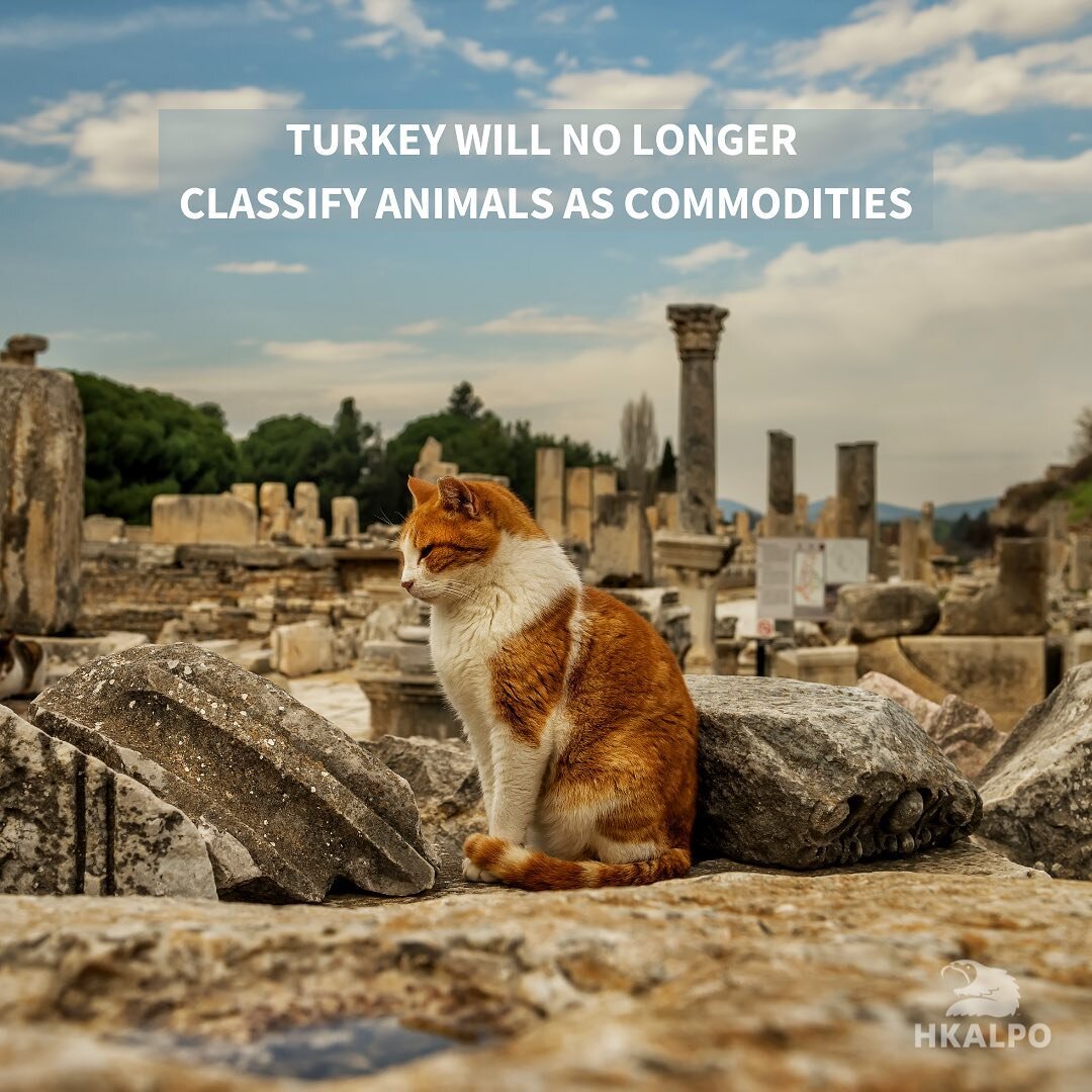 New animal welfare legislation in Turkey will reclassify strays and pets as living beings rather than commodities, bringing with it harsher penalties for animal cruelty.

While current legislation punishes animal cruelty with a relatively small fine 