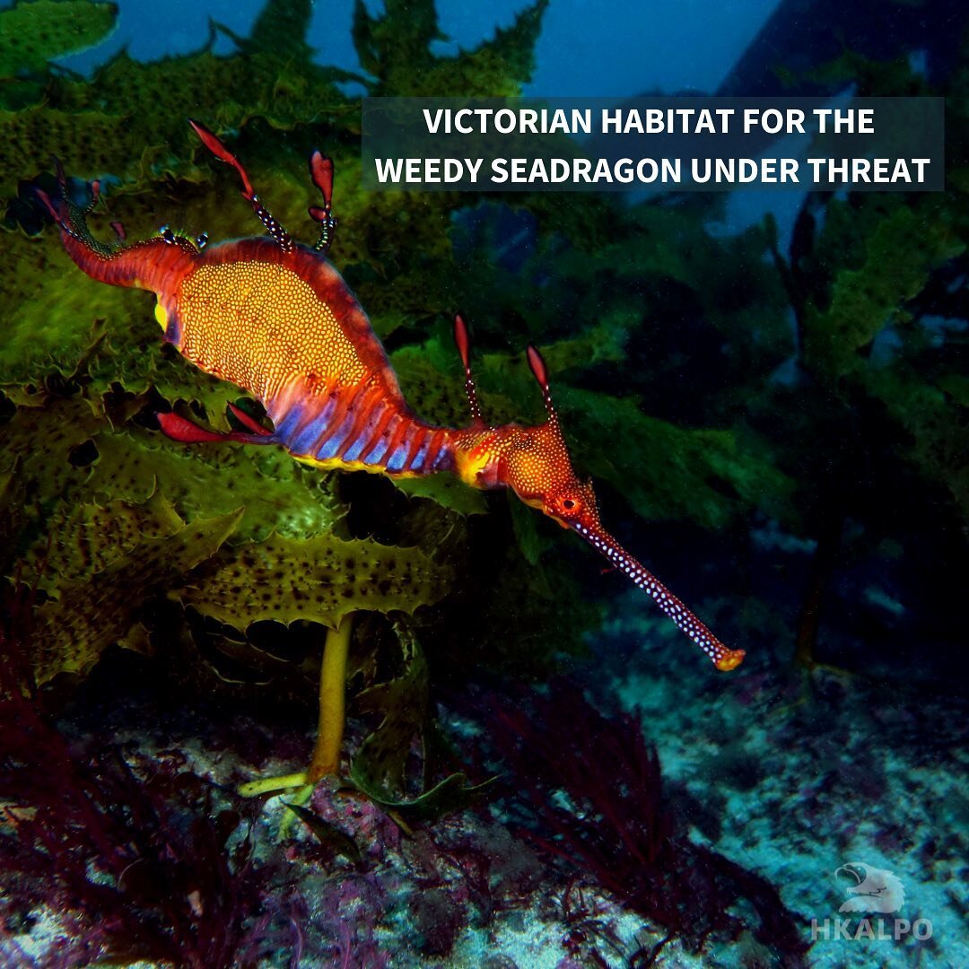 Sir David Attenborough has lent his support to a Mornington Peninsula community's battle to prevent the partial demolition of a wooden jetty, arguing it provides valuable #habitat for the threatened #weedyseadragon

The Victorian government last year