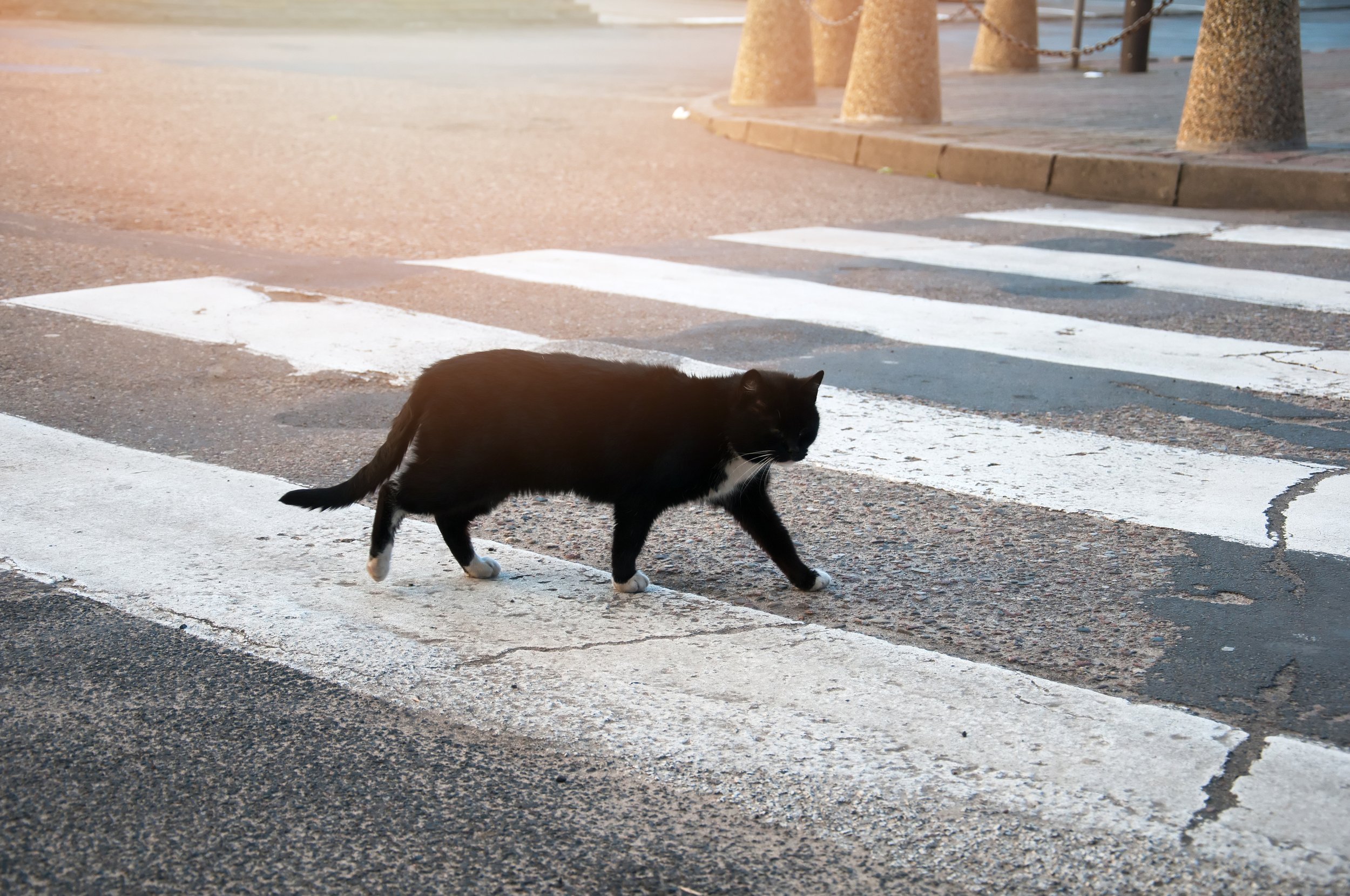 Что делать если кошка перебежала дорогу. Черный кот перебегает дорогу. Черная кошка на дороге. Чёрная Кошла пробегает дорогу. Чёрная кошка перебежала дорогу.