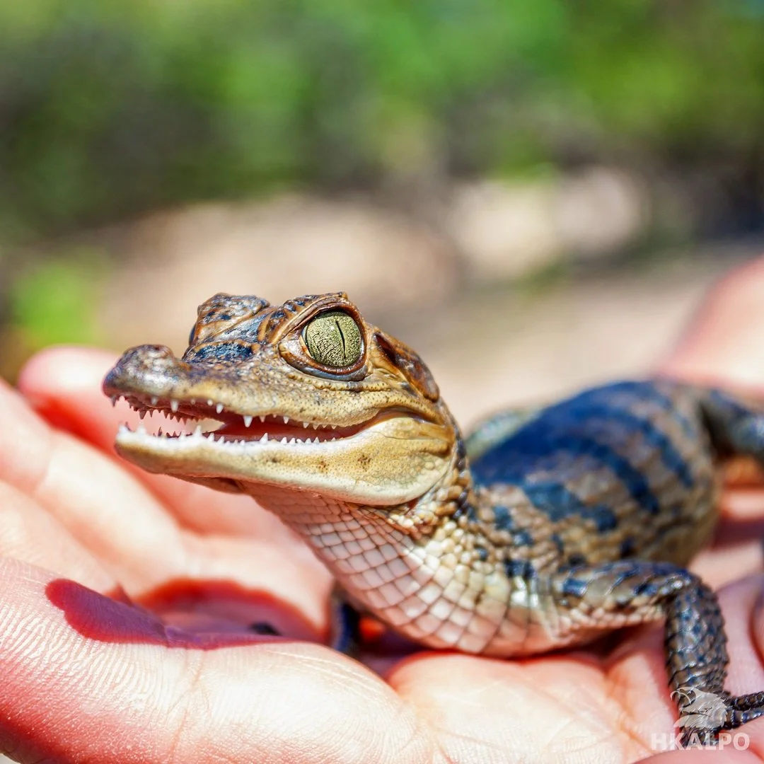 Californian man charged with smuggling 1,700 reptiles from Mexico and Hong Kong