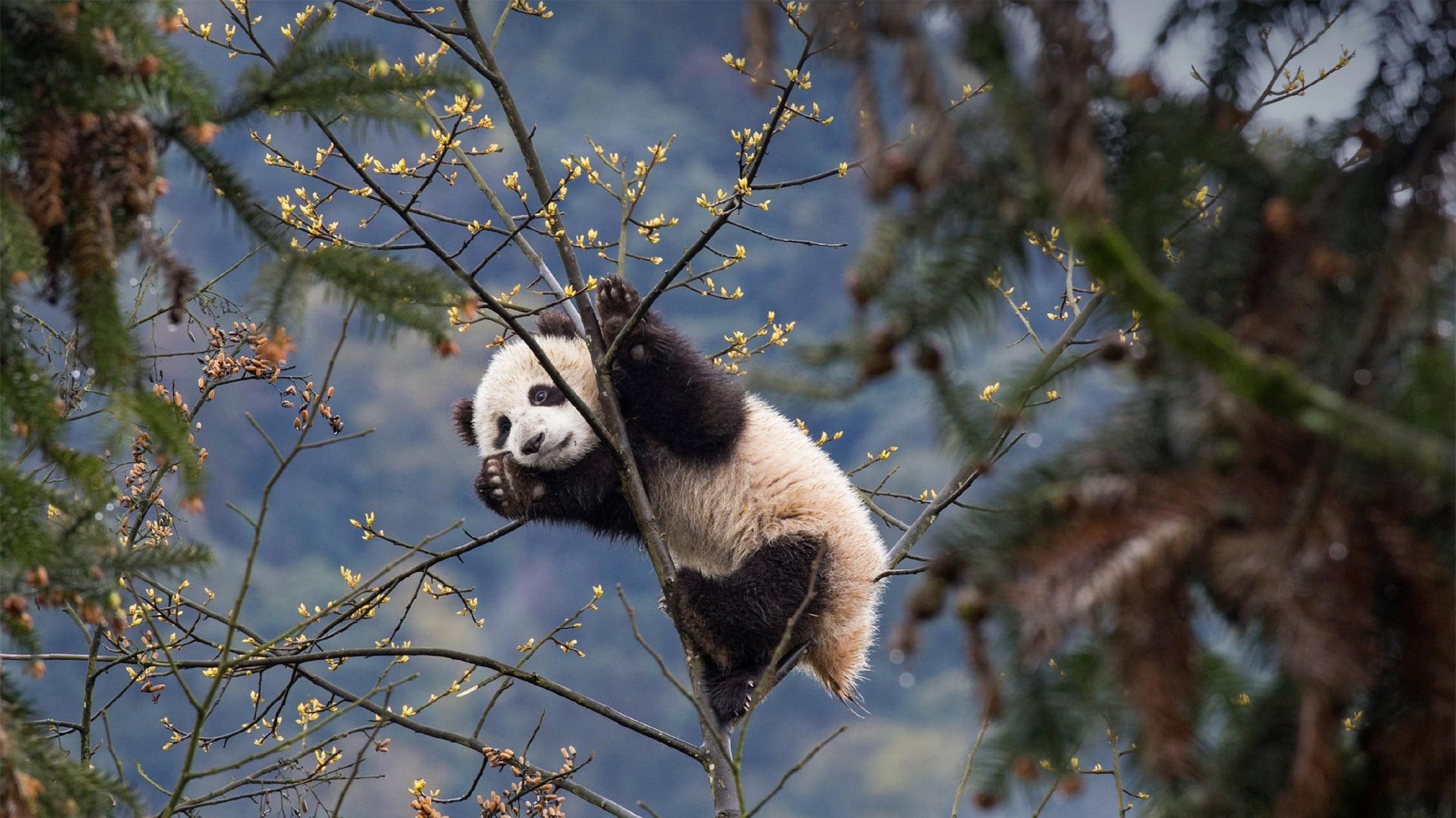 How has China's panda diplomacy evolved and where are its stars now?