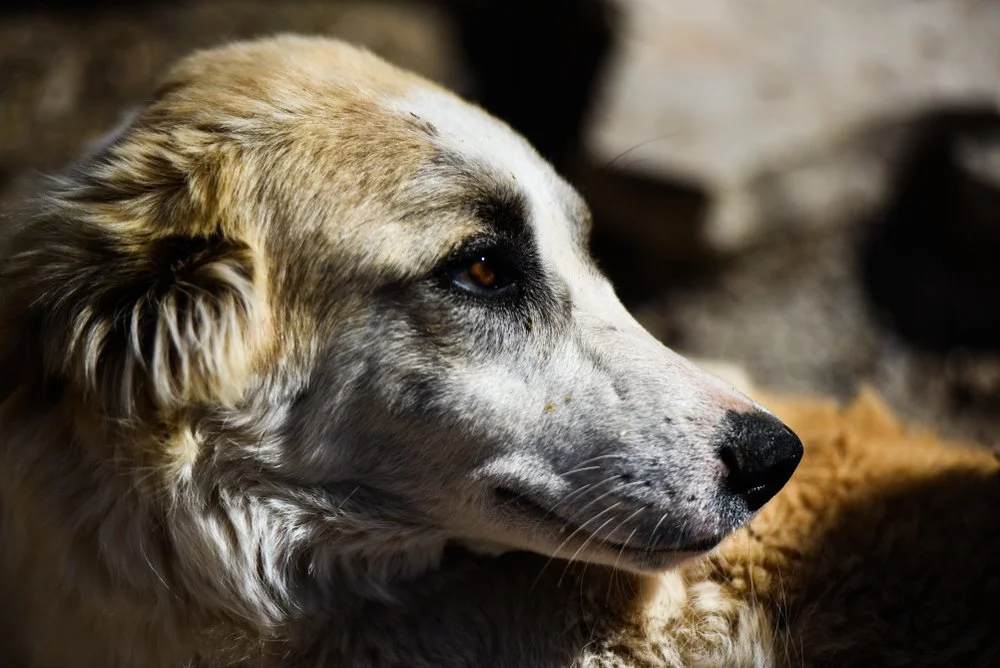 Kurdistan Parliament Passes First ever Animal Protection Law Hong kurdistan-parliament-passes-first-ever-animal-protection-law-hong