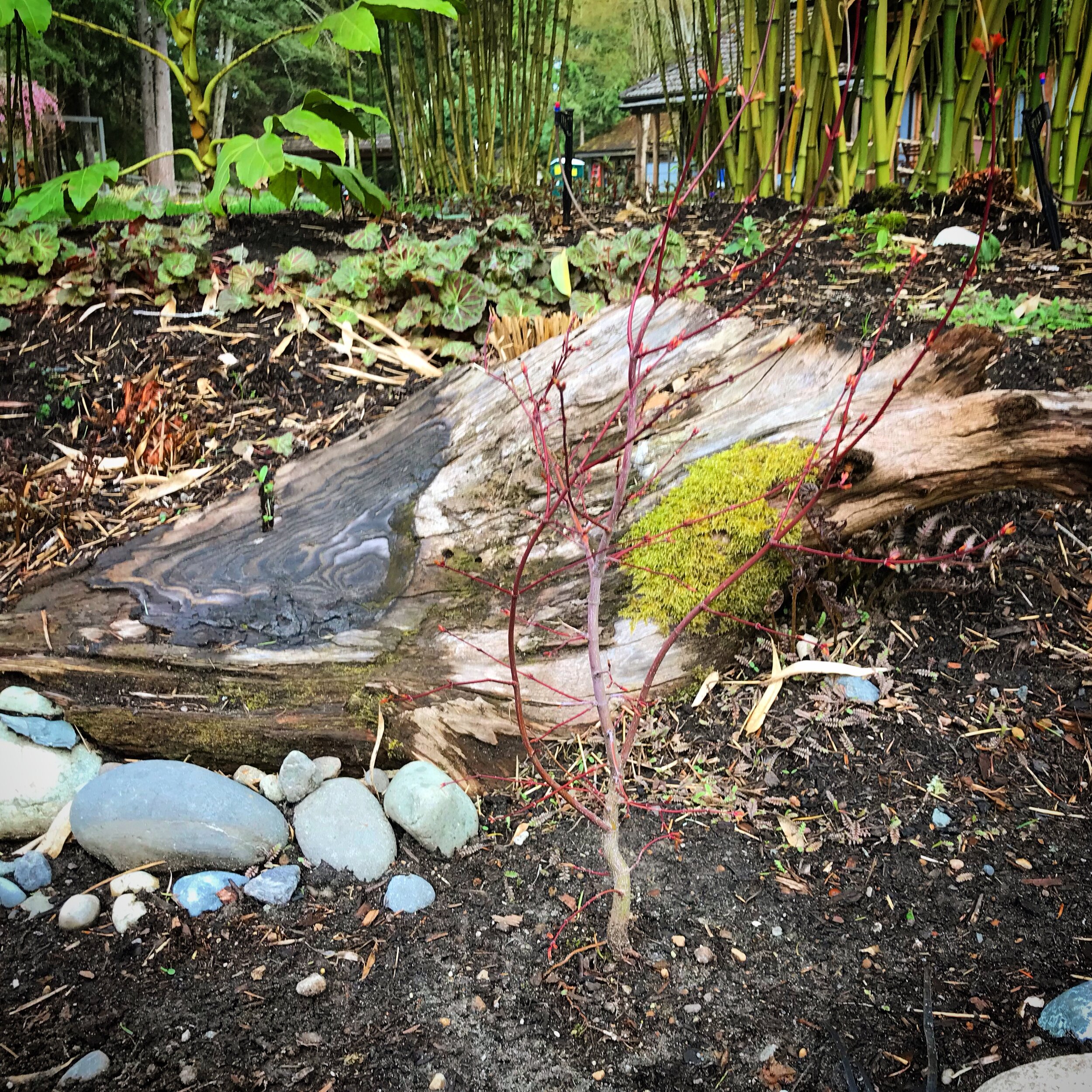 Detailing with Natural Elements