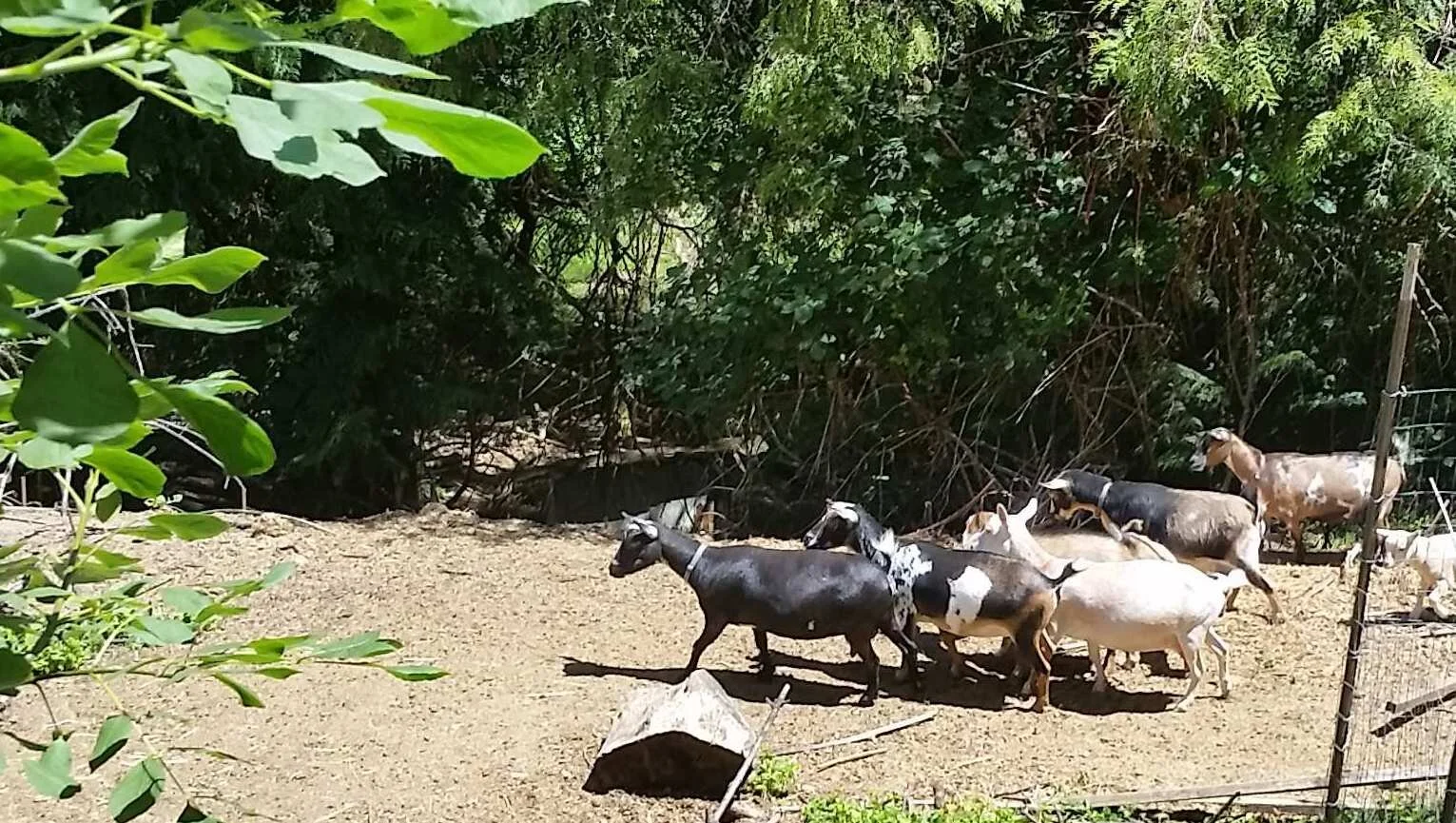 20190616_115539 herdette cropped.jpg