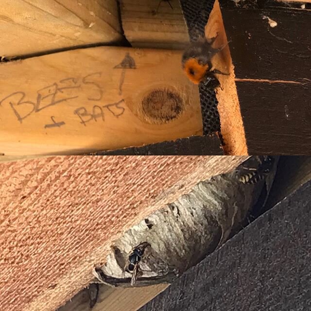 Just to prove that bees can read.  There is a fantastic hum from the end of the gazebo where they&rsquo;ve made their home. The wasps have made their home at the opposite side. The bug hotel is also full of bees and various other insects. We need to 