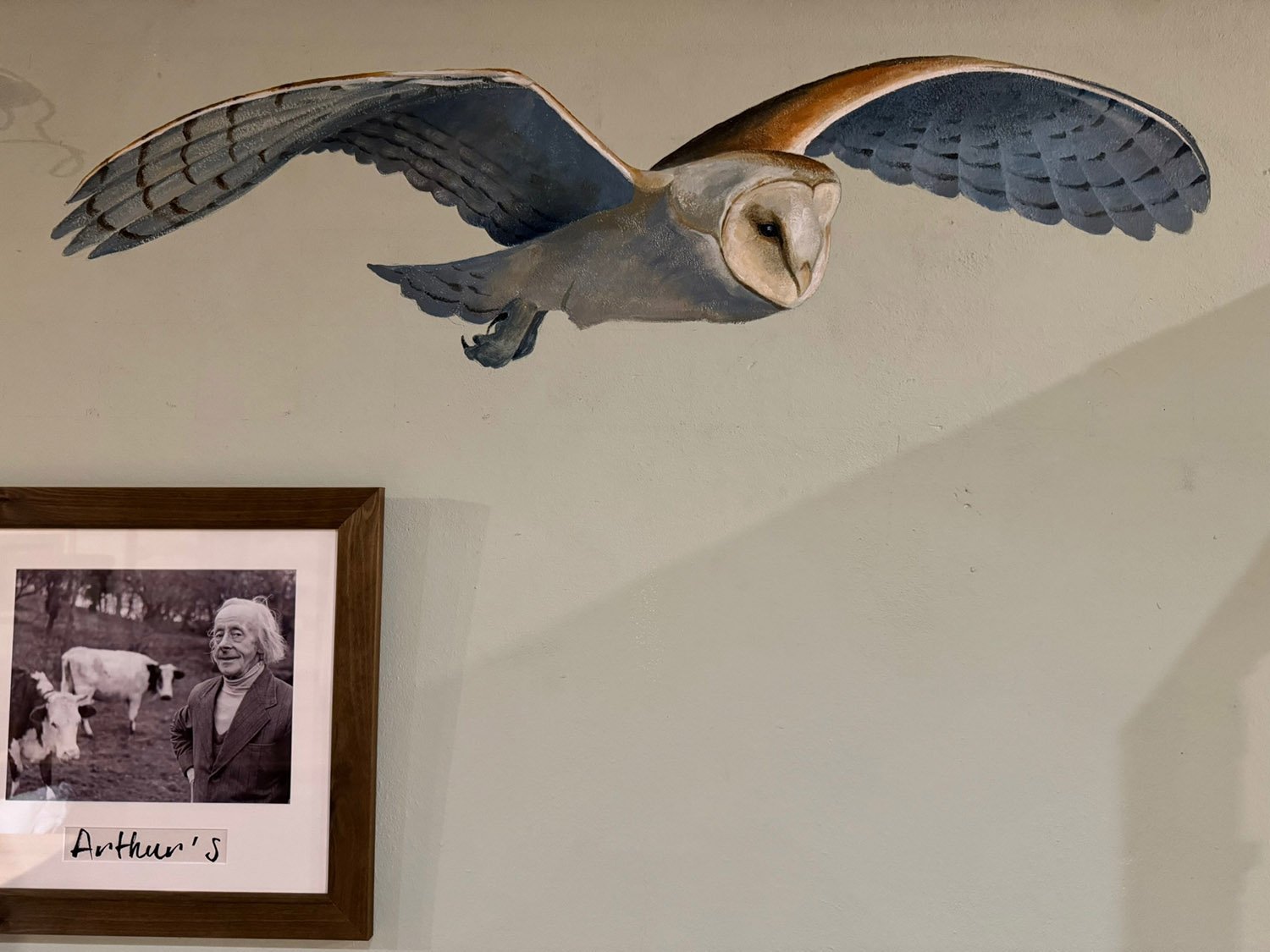 BARN OWL