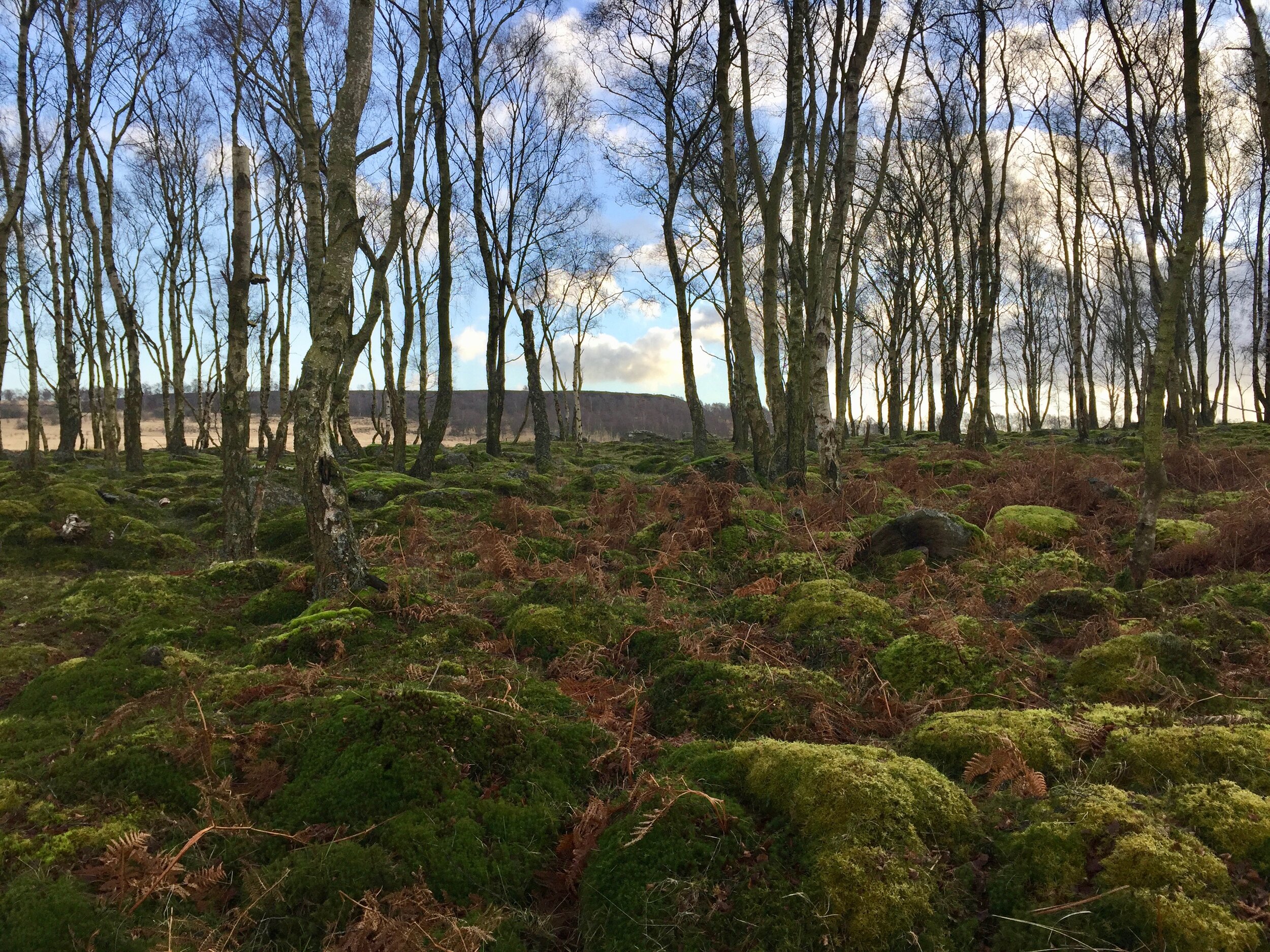  The birch woodland close to the escarpment on Gardom’s Edge. The ground is full of moss-covered boulders and dead bracken. 