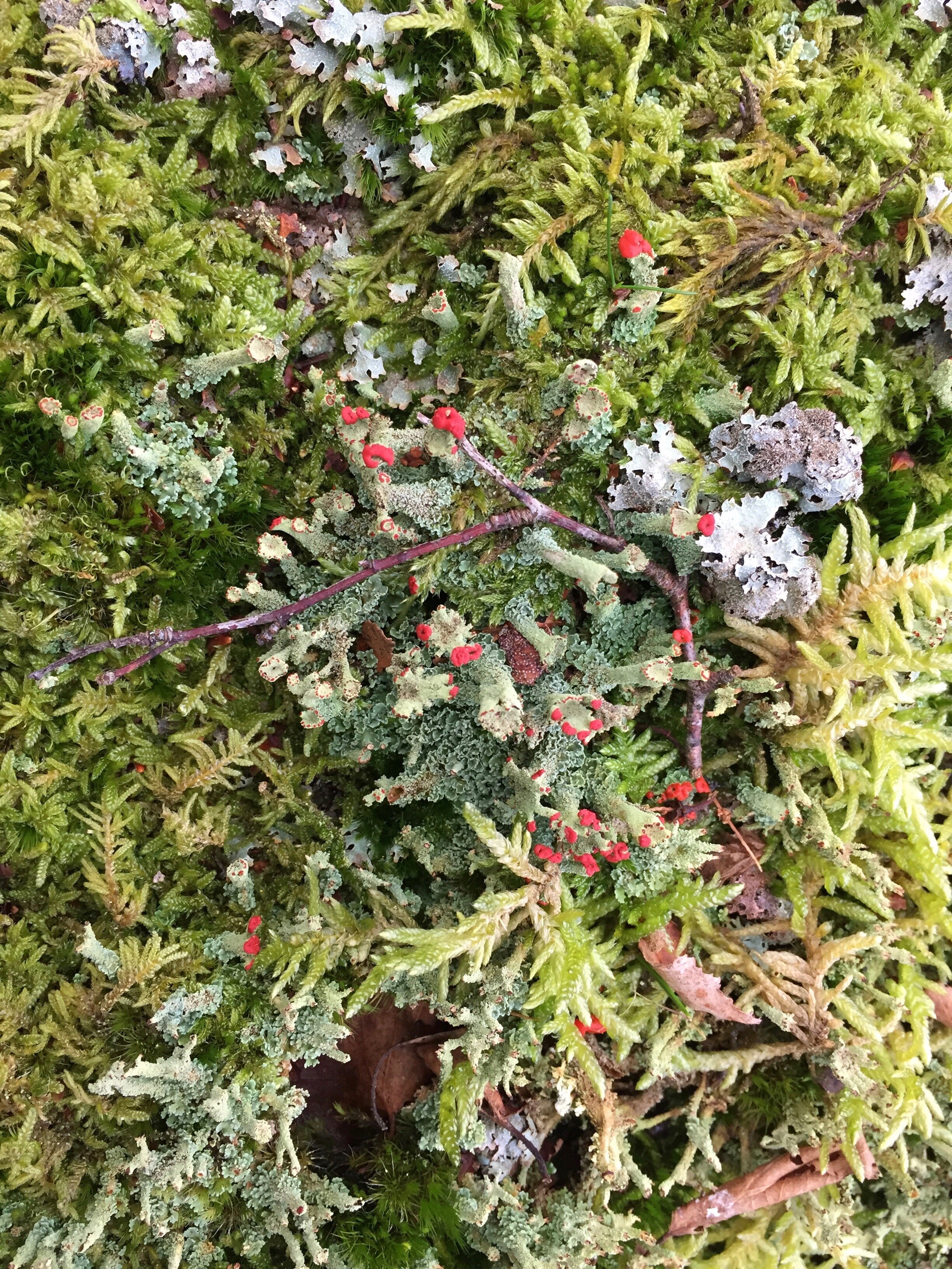  Red-flowering pixie cup lichen. 