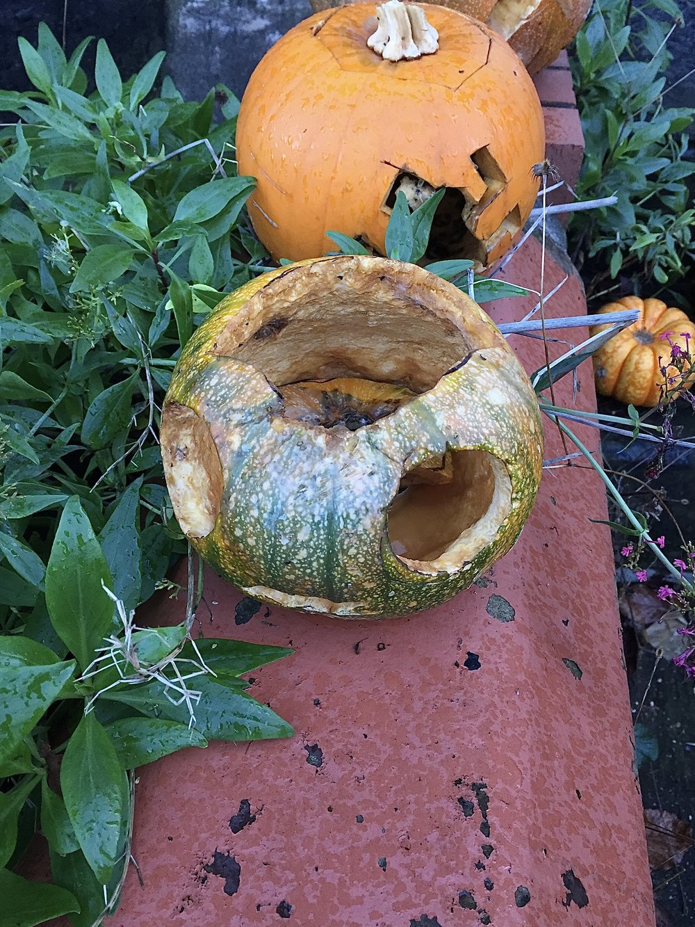  An unhappy green carved pumpkin, beginning its demise 