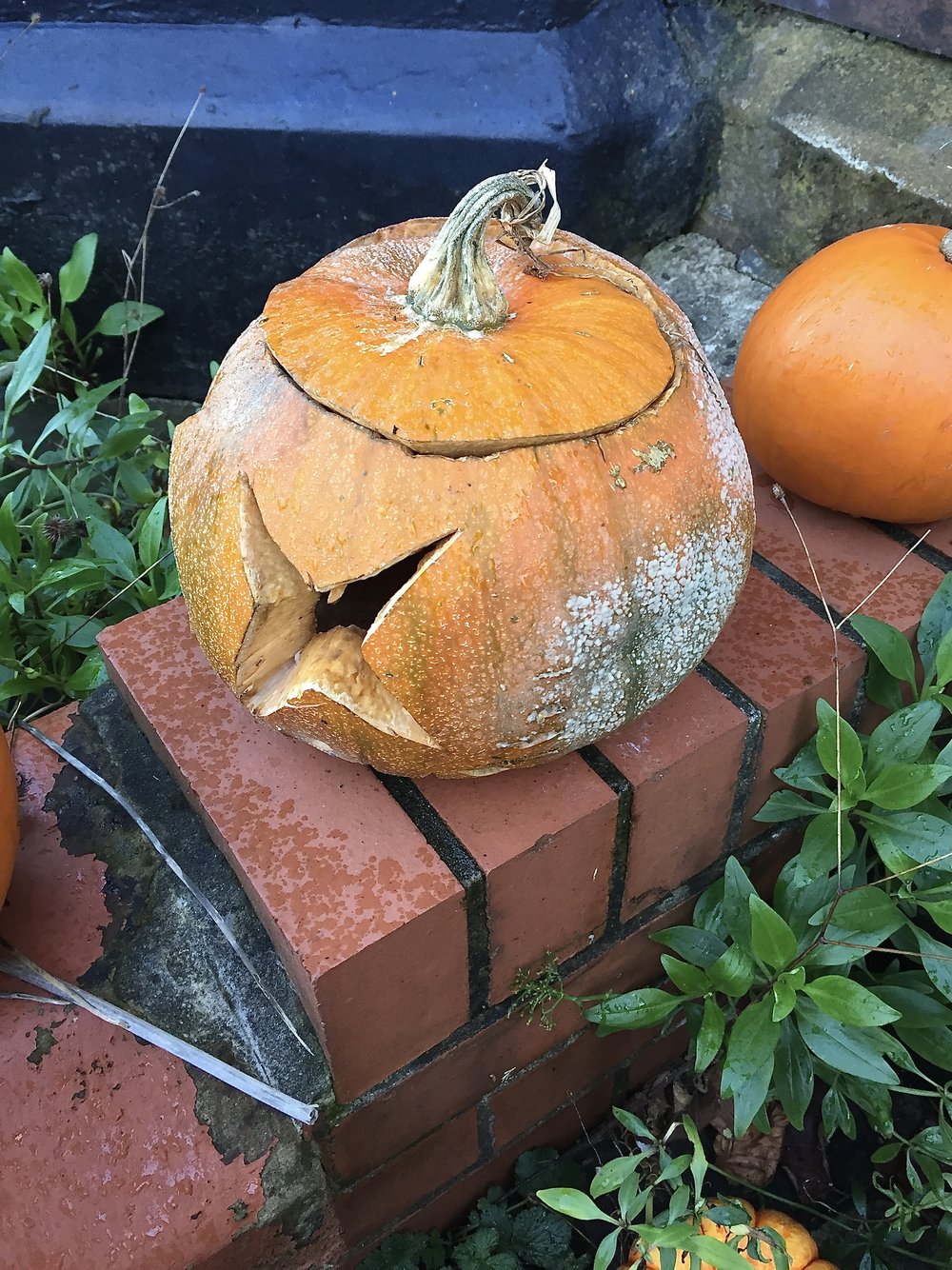  Another carved orange pumpkin, mould growing on various parts. 