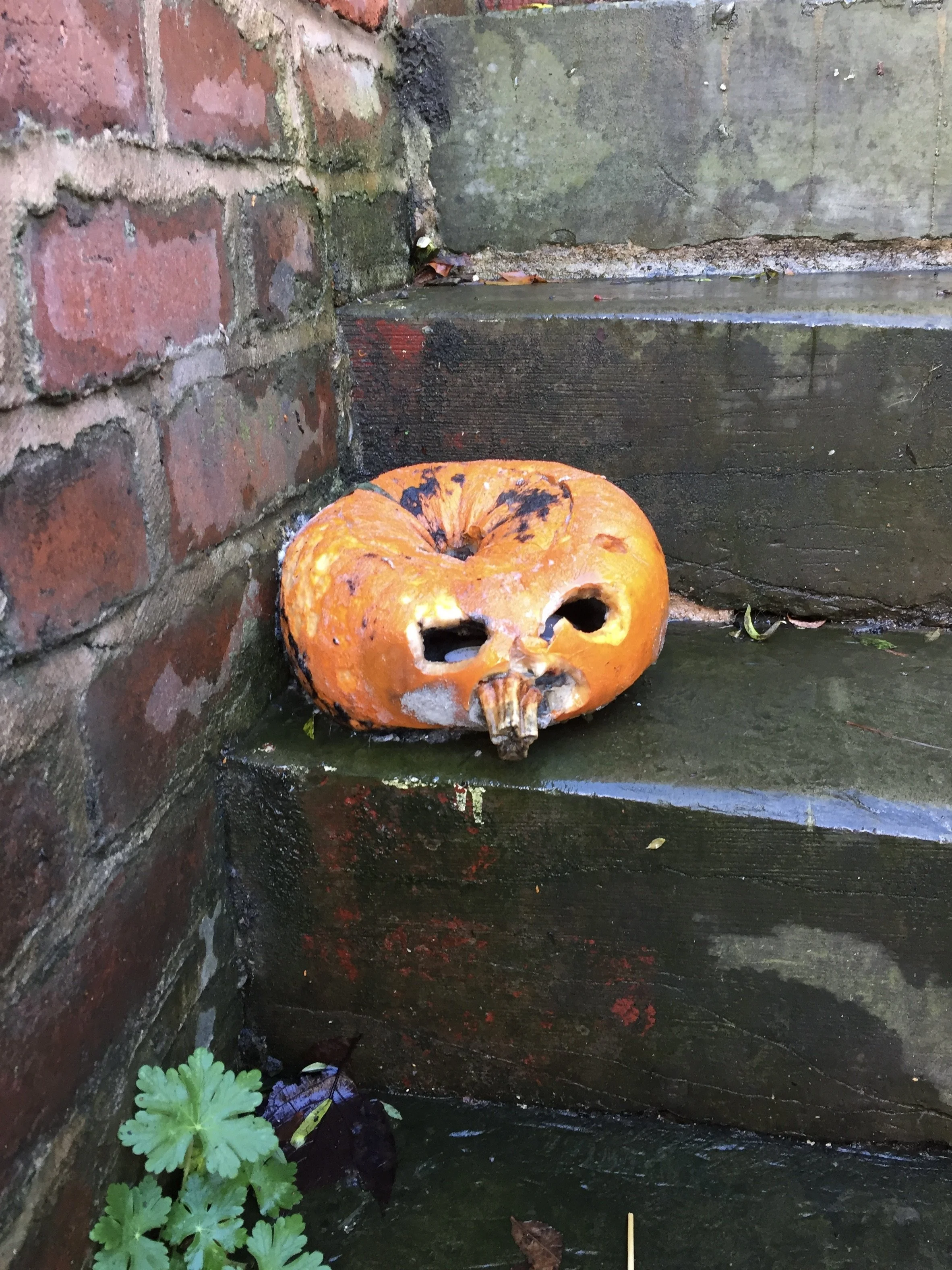 Rotting Pumpkins: a Photo Series