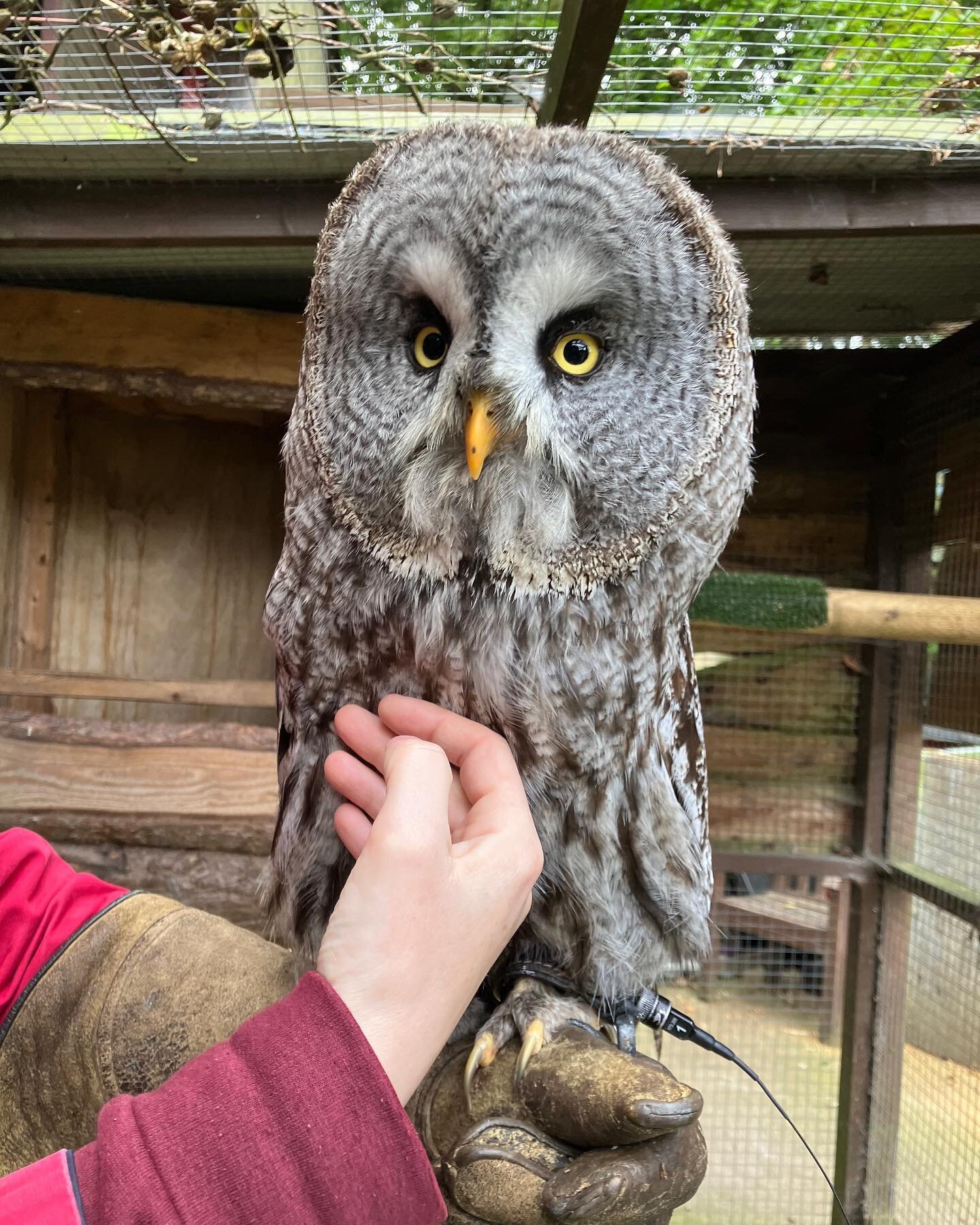 A few weekends ago, we met Strix at @mayfield_alpacas_animal_park and got to take him flying. I actually got this as a present for Jon, but it was blatantly just as much a present for me - check out my ridiculous &ldquo;A massive owl just voluntarily