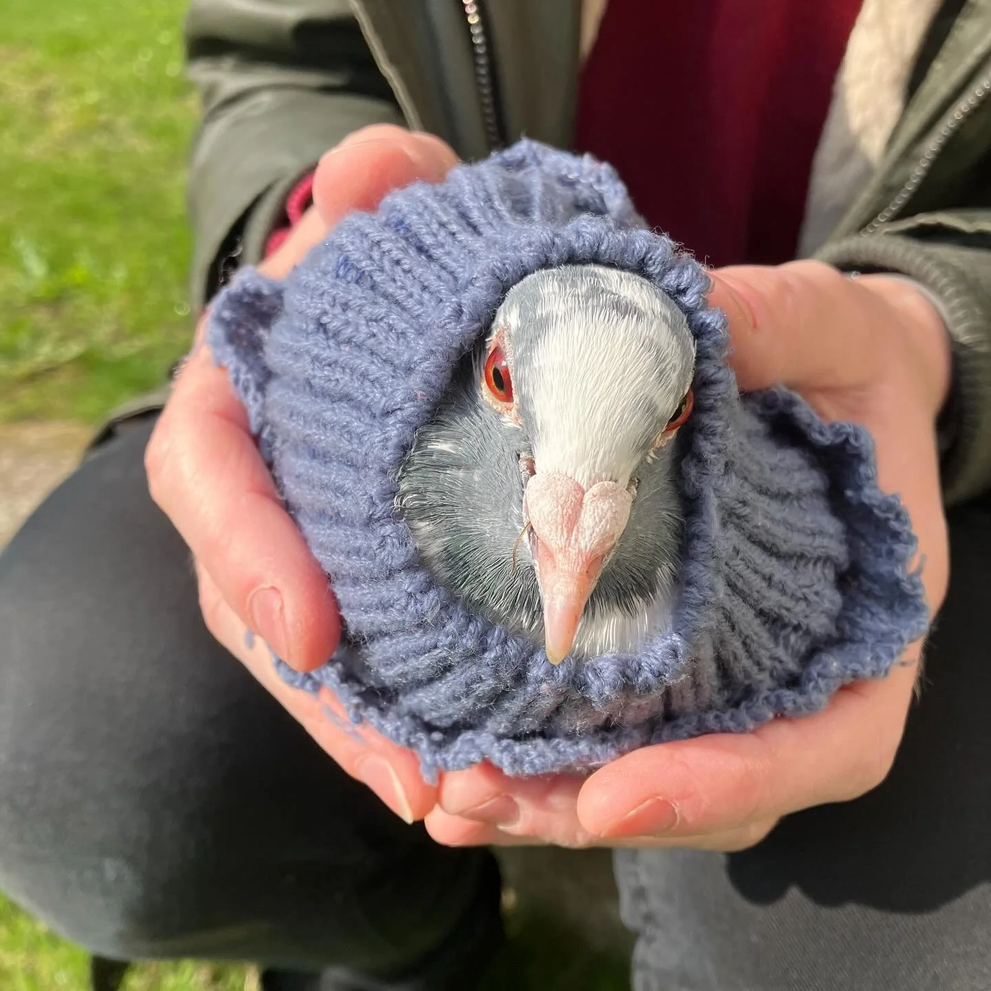 This is Mosgrove. He&rsquo;s been such a regular visitor to the wall outside Studio 9 over the last year and a bit that not only does he respond to @j_o_n_c_a_n&rsquo;s whistle, but even seems to know his own name. Today, though, poor Mosgrove had to