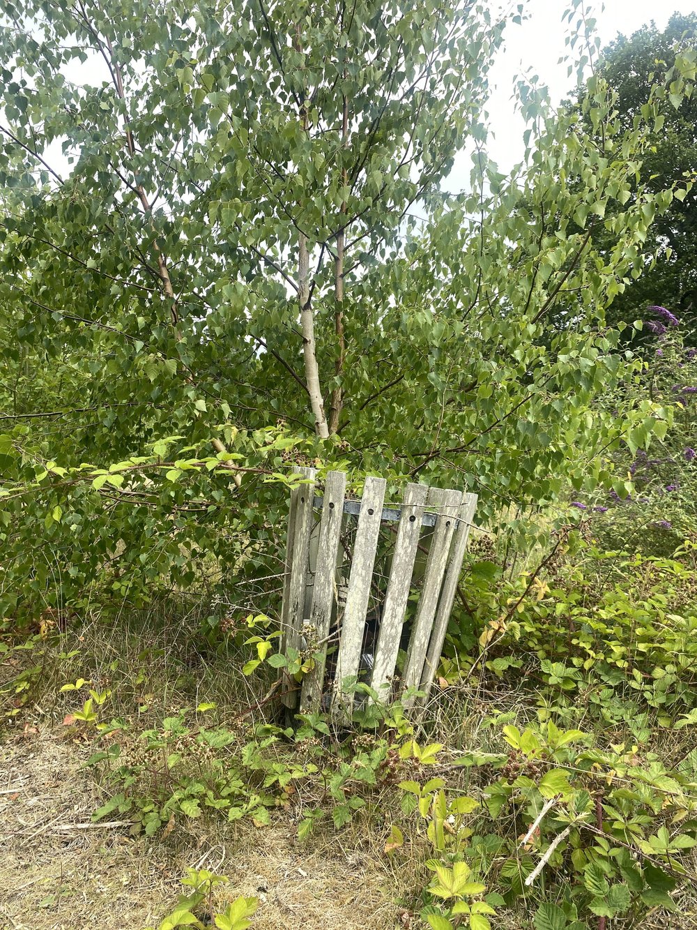  A bramble-filled original bin 