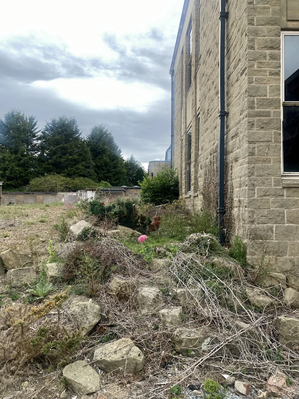  Fittingly, a single ornamental poppy blooms in the garden behind the Sir Alec Clegg Building. 