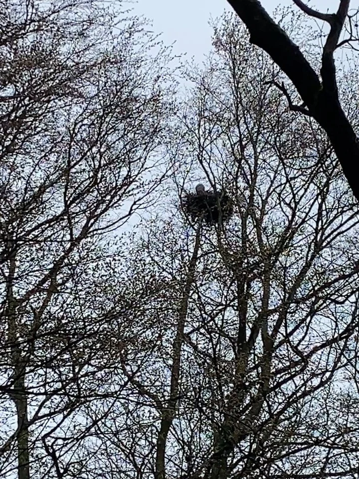 🔊 Sound on 🔊

Herons are so stately and so elegant, and so capable of making an entire array of creepy and horrific sounds. Hear the range for yourself in this bunch of recent recordings from a couple of trips to the heronry in Ecclesall Woods. @ec