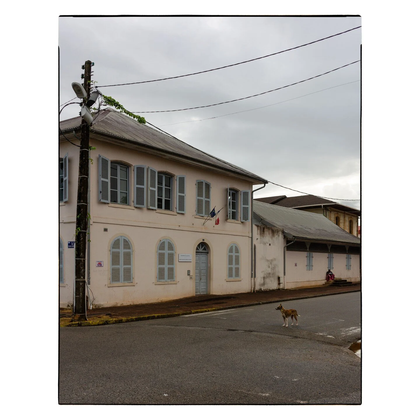 lil stray dog at a crossroad in front of tribunal judiciaire de cayenne