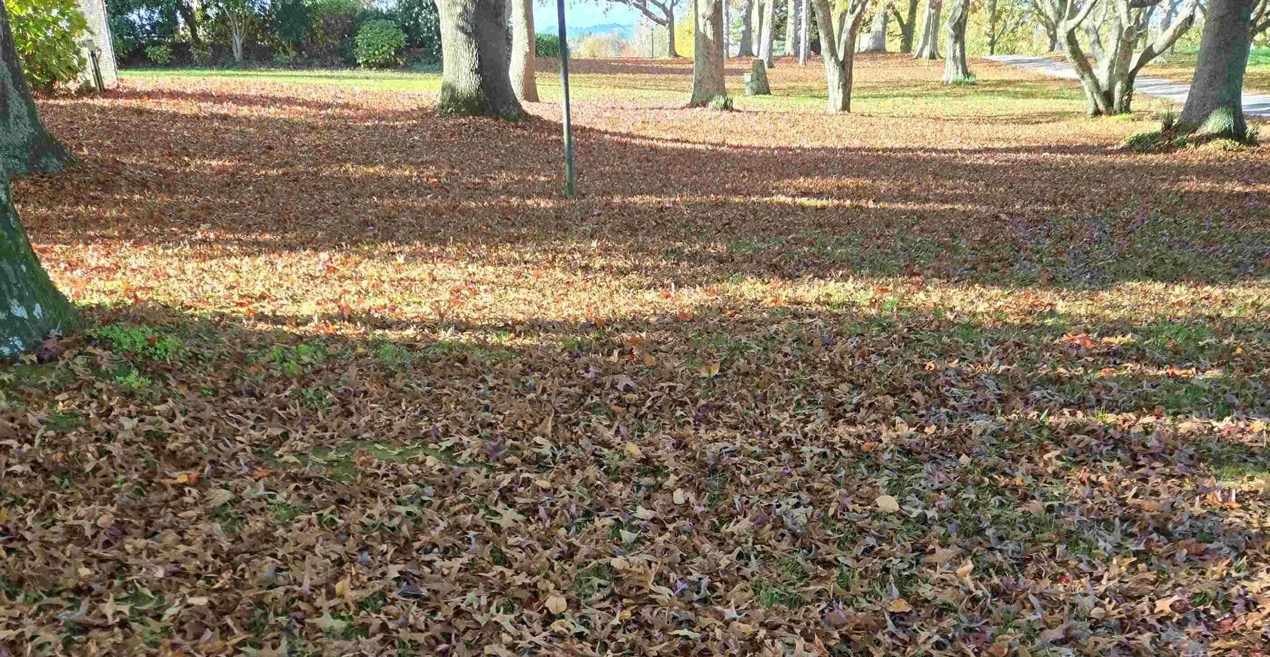 Reminders everywhere that May means Autumn in New Zealand