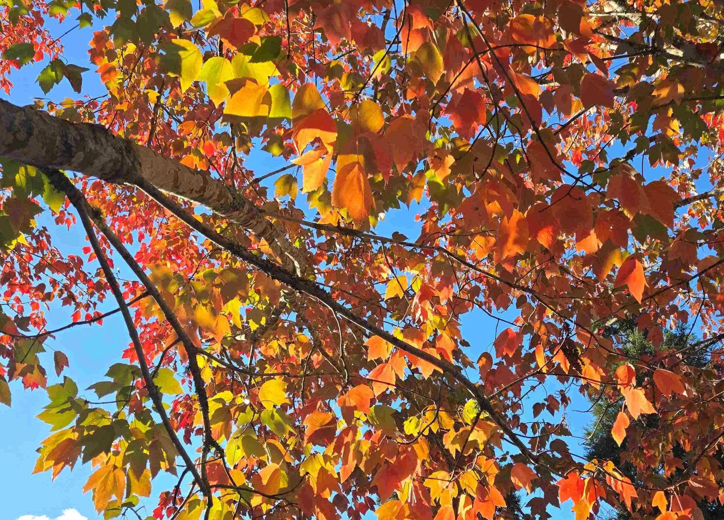 Spectacular leaf colours in NZ reminiscent of ‘fall’ in N America