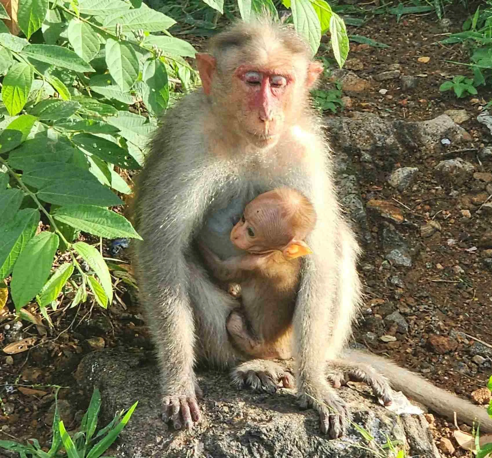 Don’t worry – we’re sure sleepy old mum will look after you! 