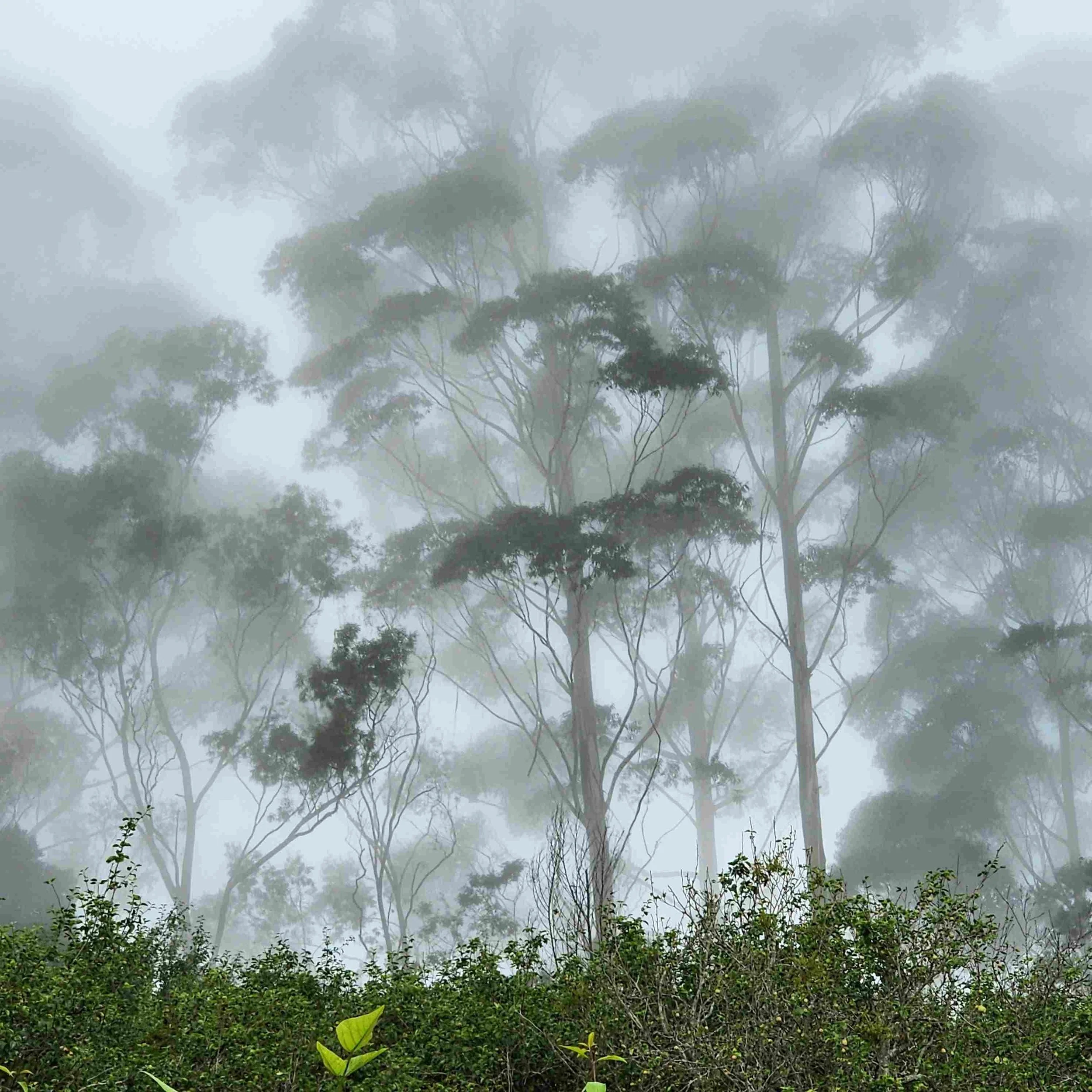 Low cloud in a hill station evokes a feeling of mystery