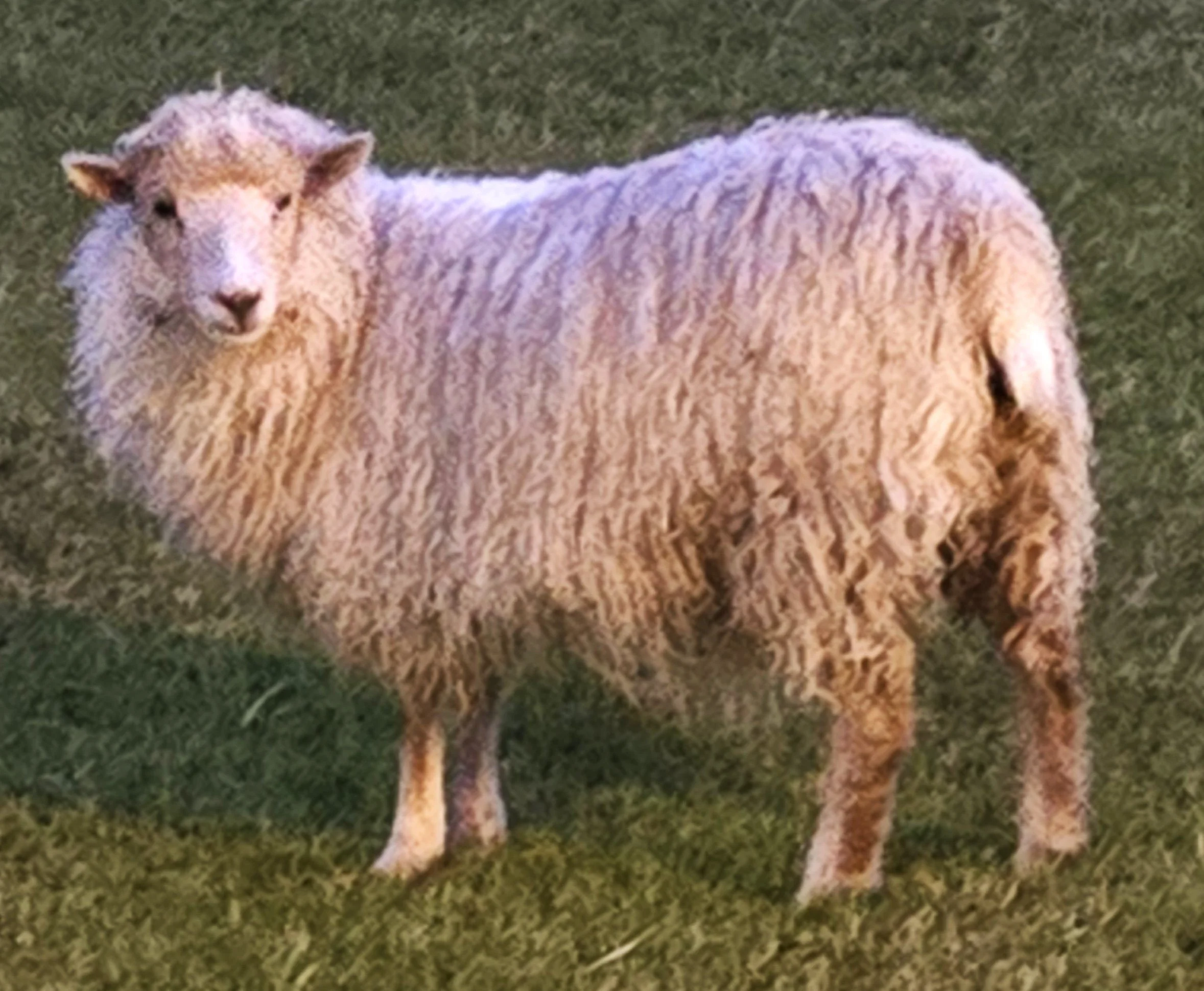 The Faroe Islands famously have more sheep than people