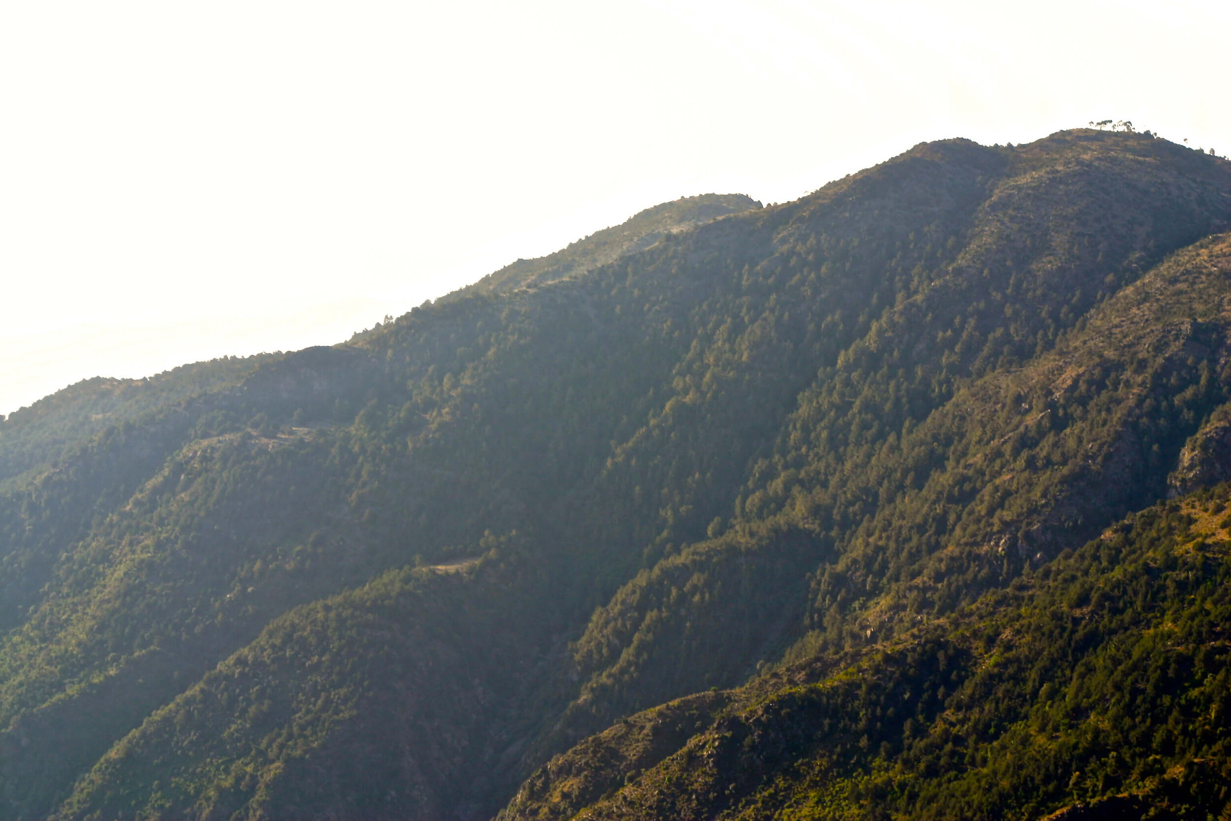 Eritrean mountain covered in trees