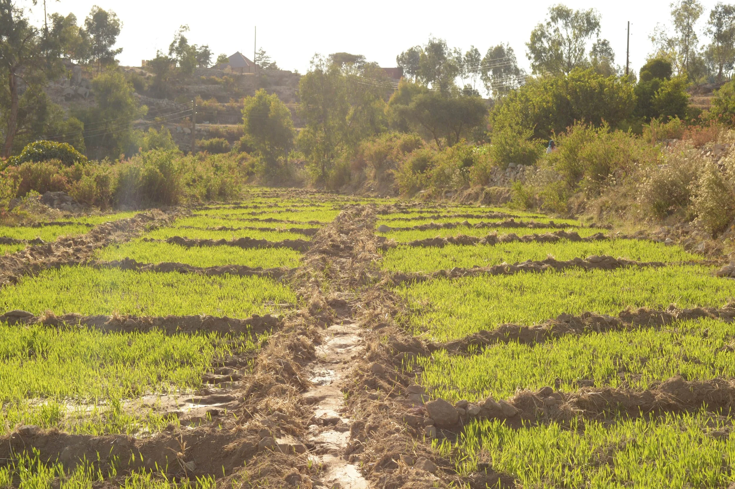 Eritrean farmland