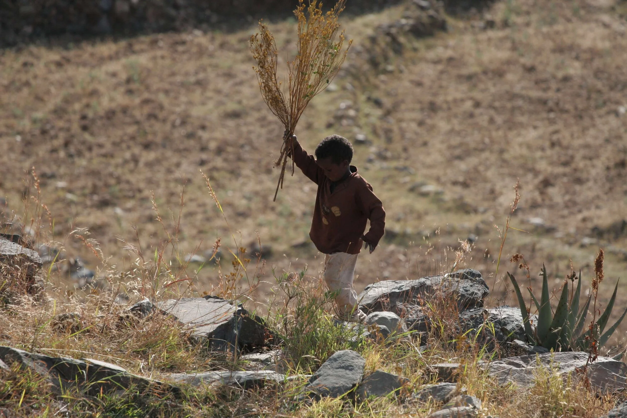Young Eritrean shepherd