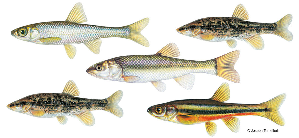 New Baitfish Regulations — Lake Champlain International