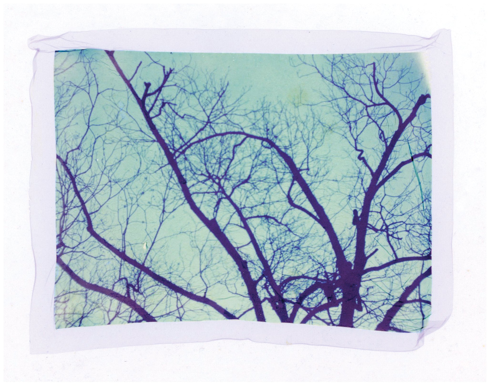 Polaroid Lift-Trees.jpg