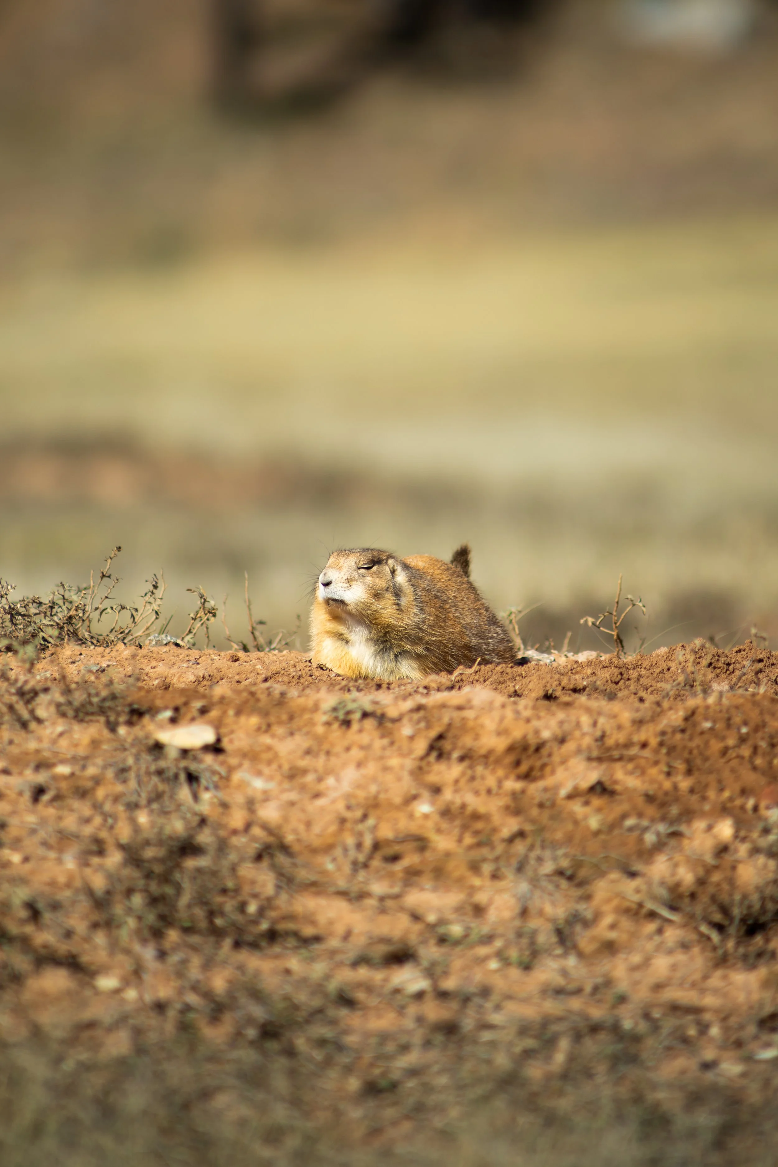 National Monument & Gophers-11.jpg