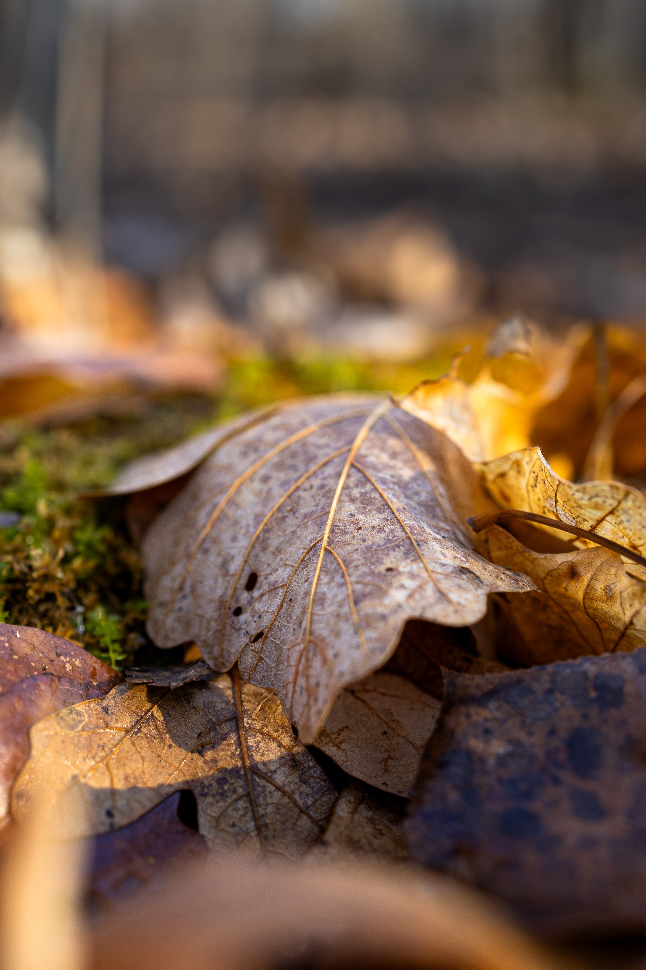 Nov 22 2025 Beaudry-2.jpg