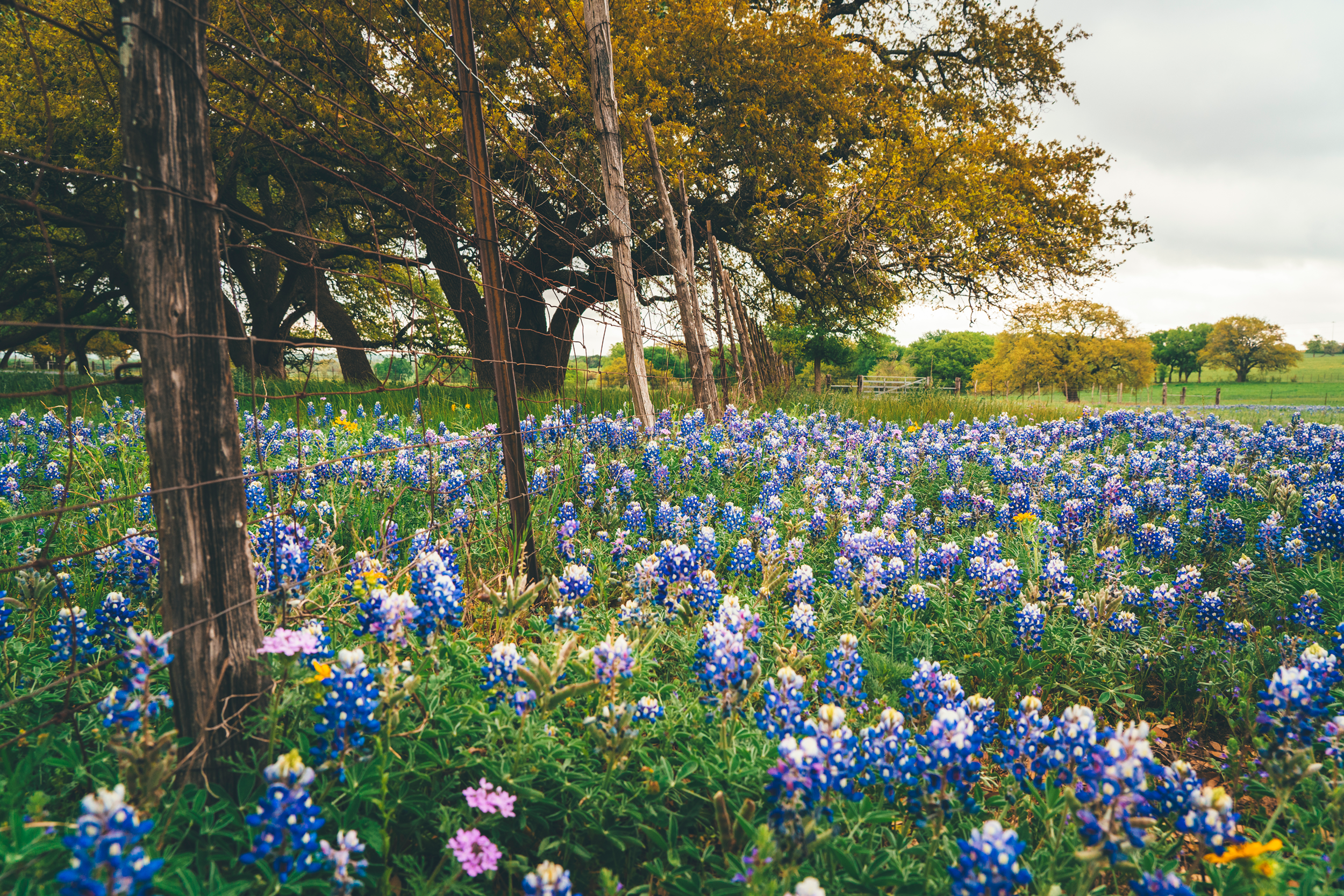 bluebonnet for currey.png