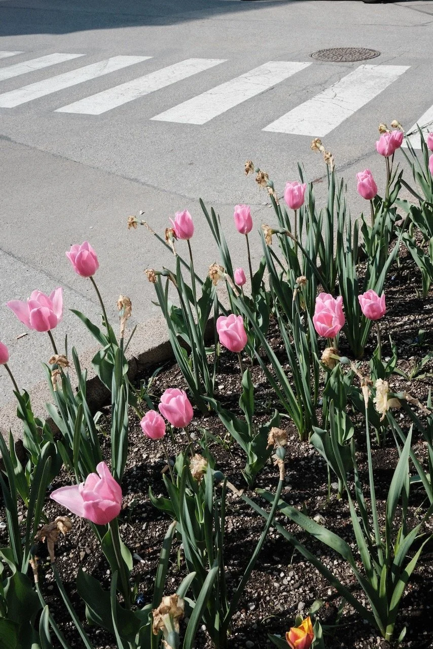 Spring Playlist 🌱