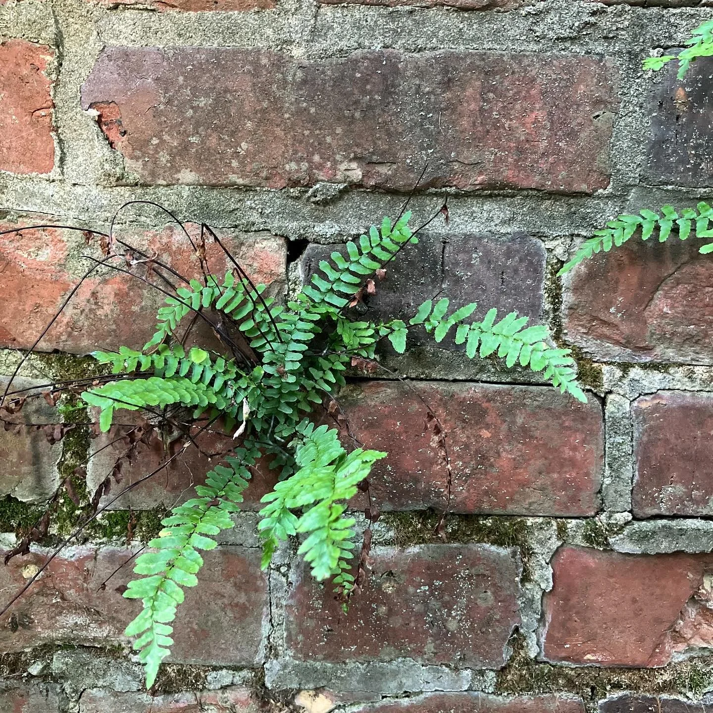 A small moment of zen for the week.  Be the fern.

#urbanrowdesign