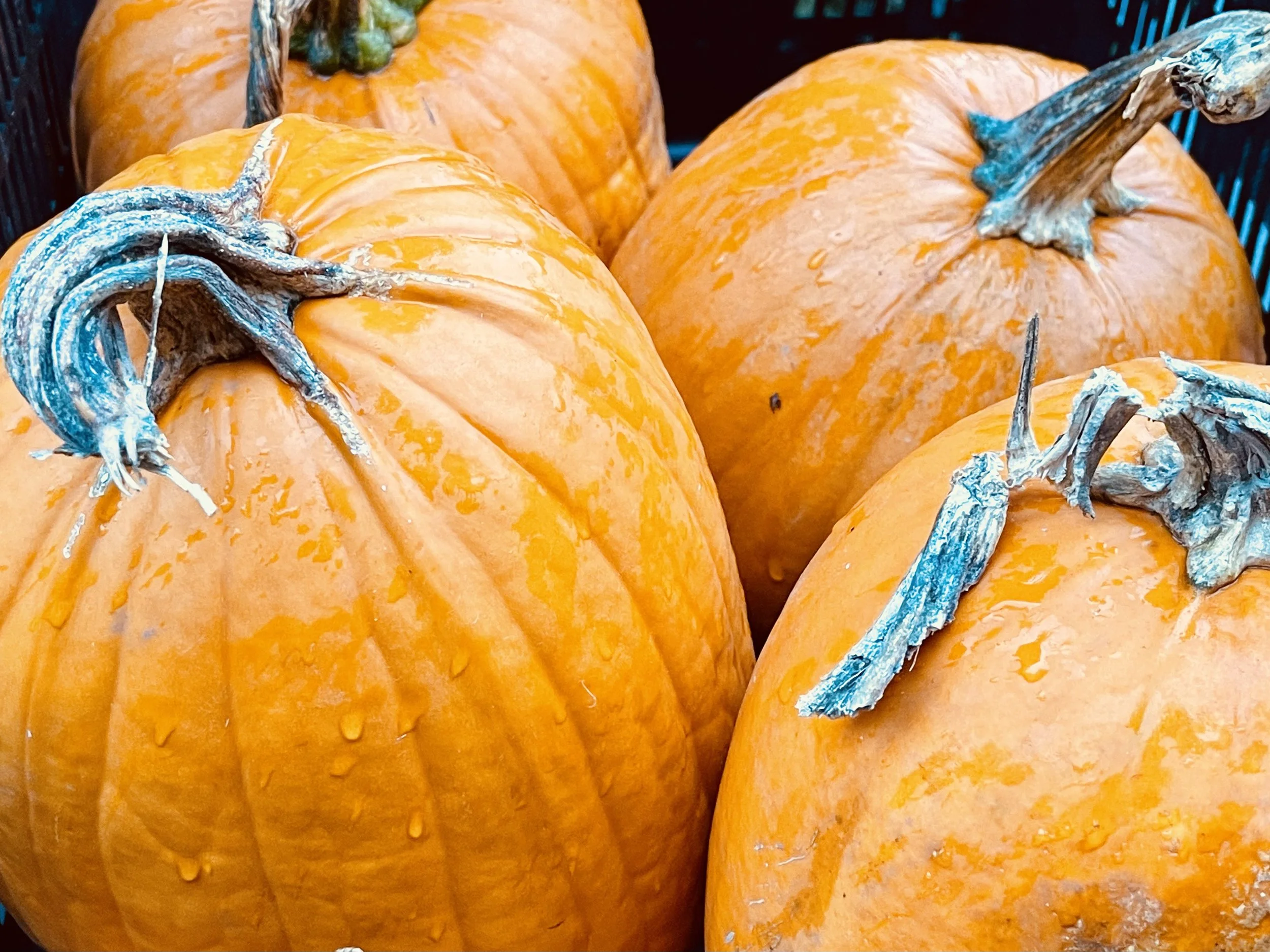 Ravinia Farmers Market