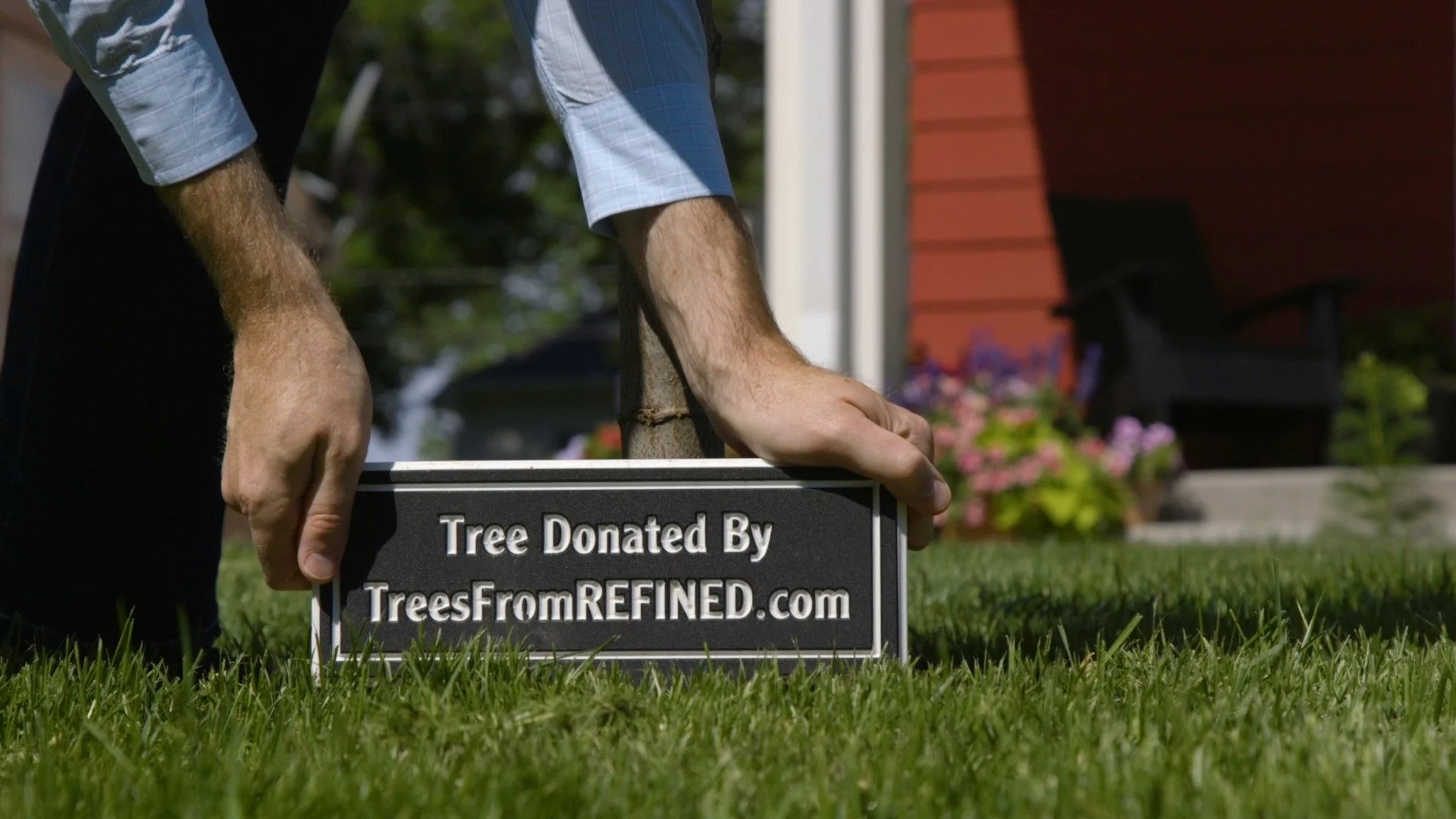 Trees From Refined 1.jpg