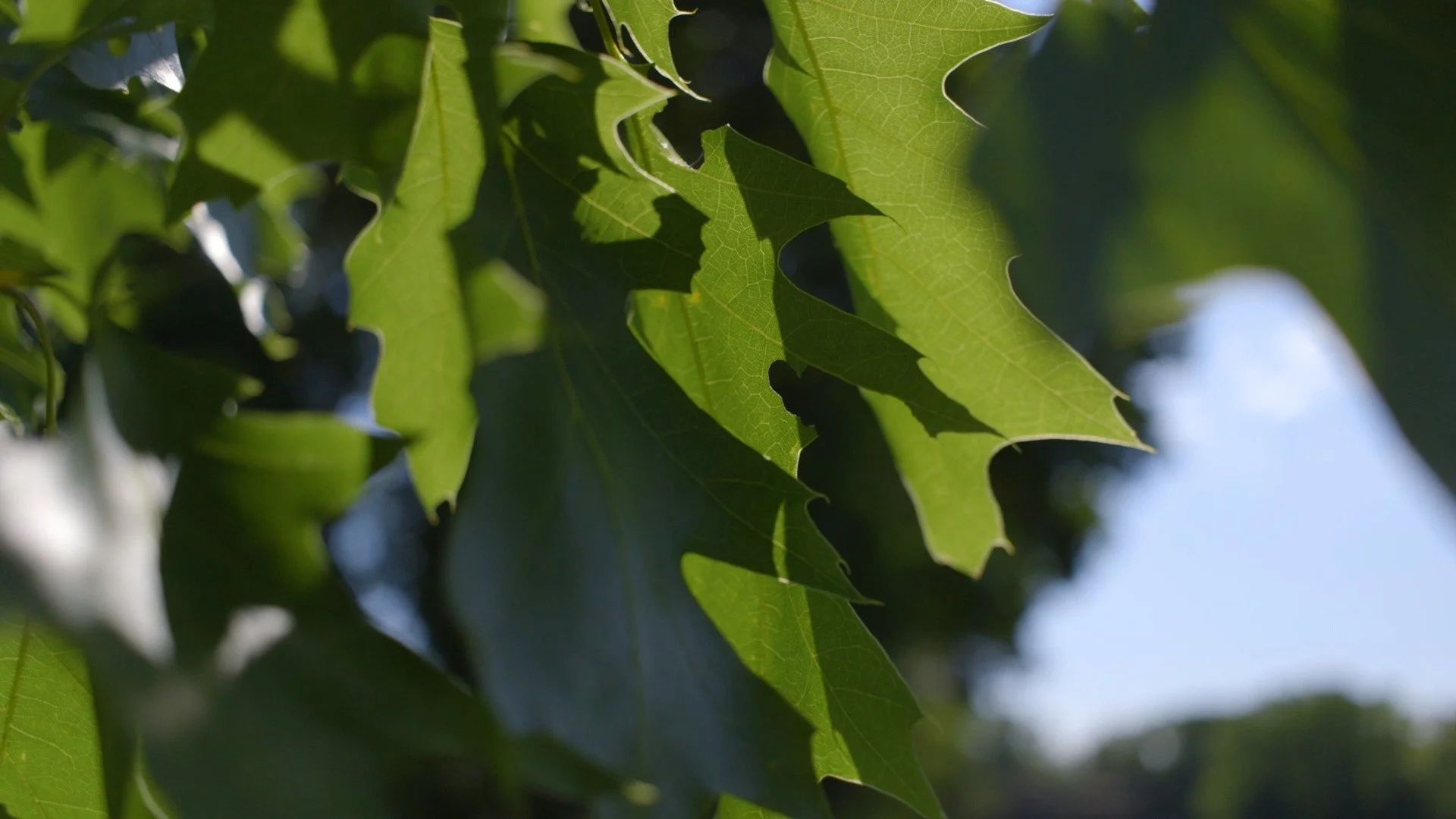 Trees From Refined 9.jpg