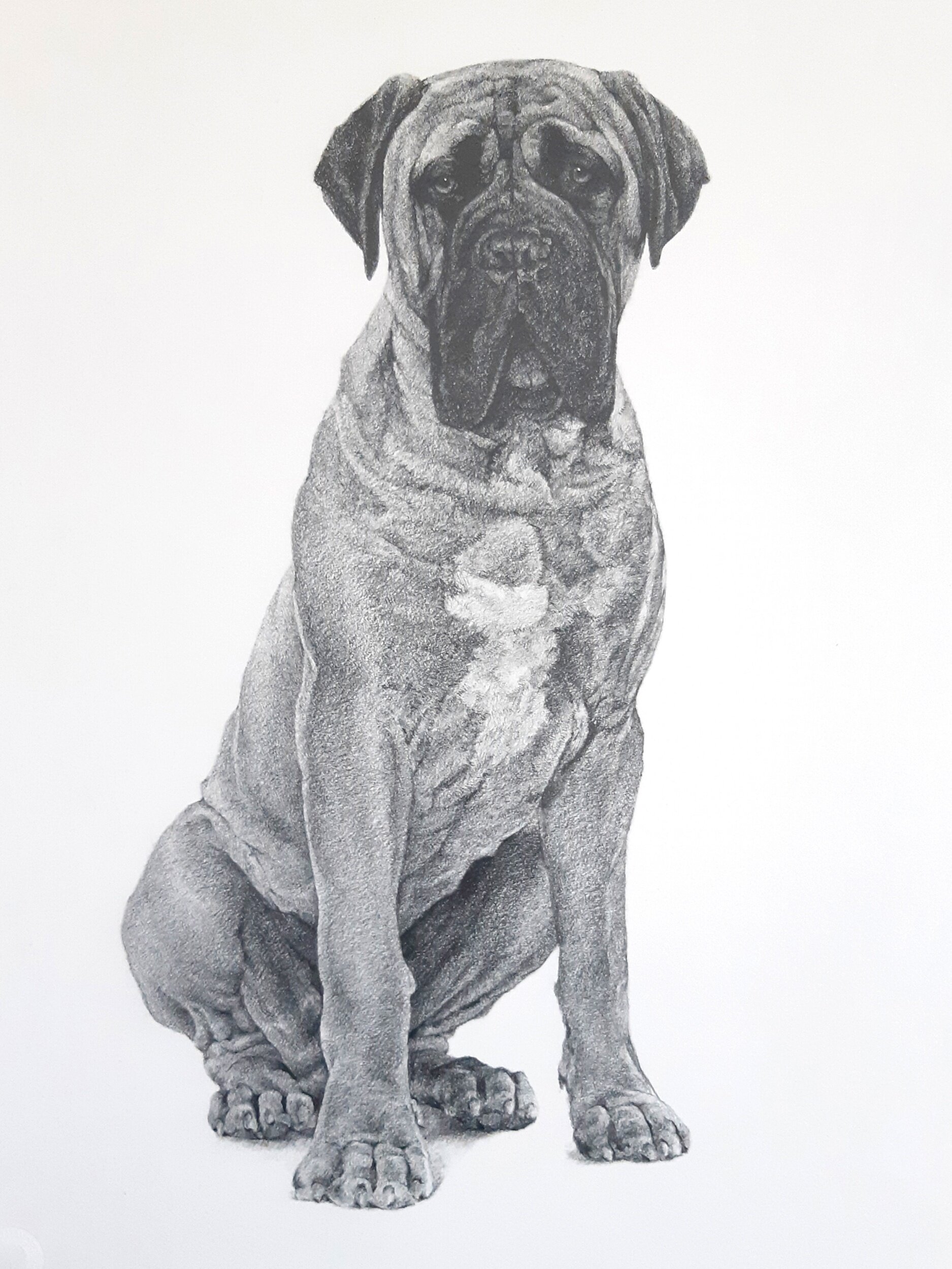 English Mastiff 