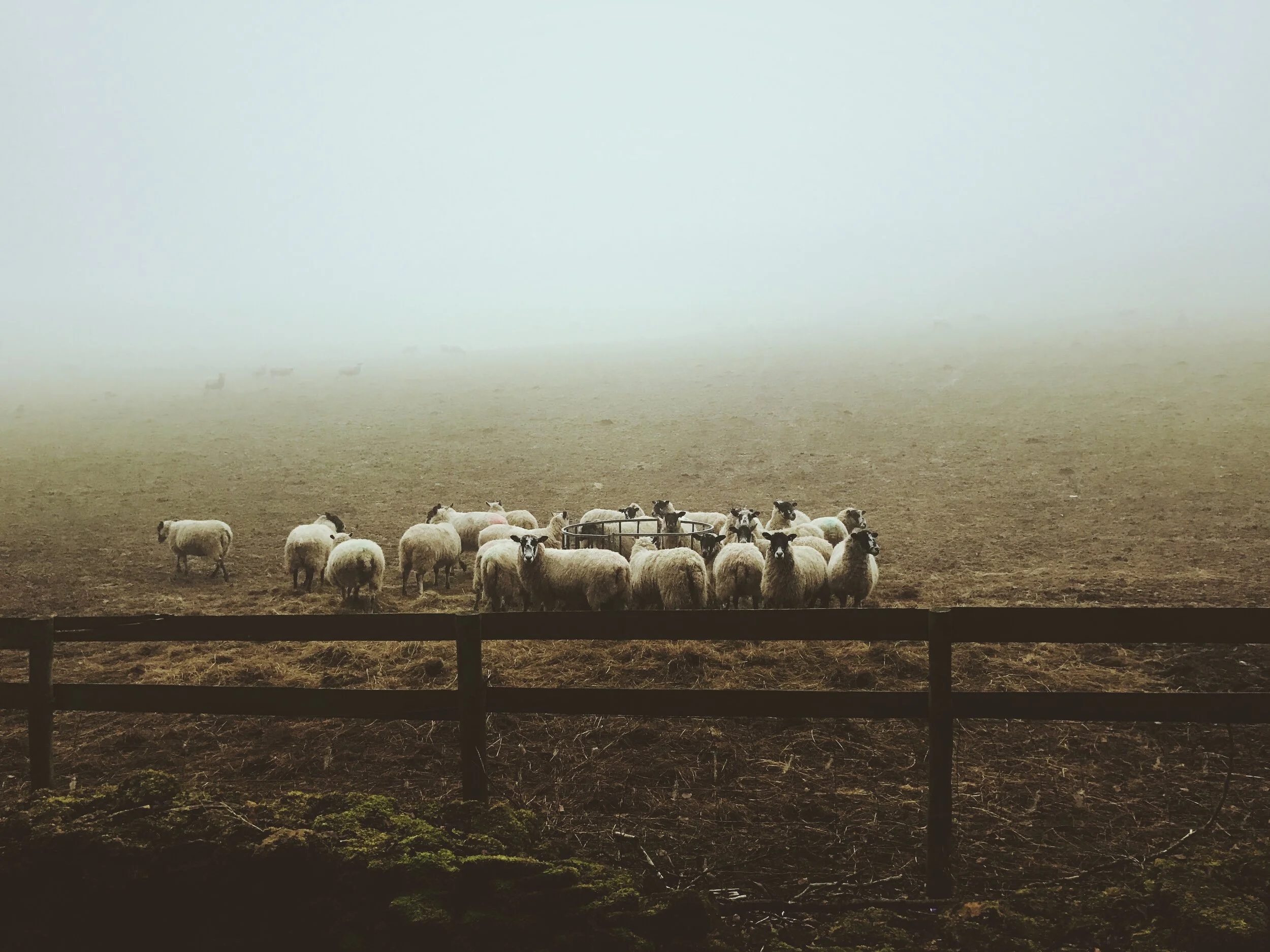 Yorkshire sheep farming (source: Shutterstock)