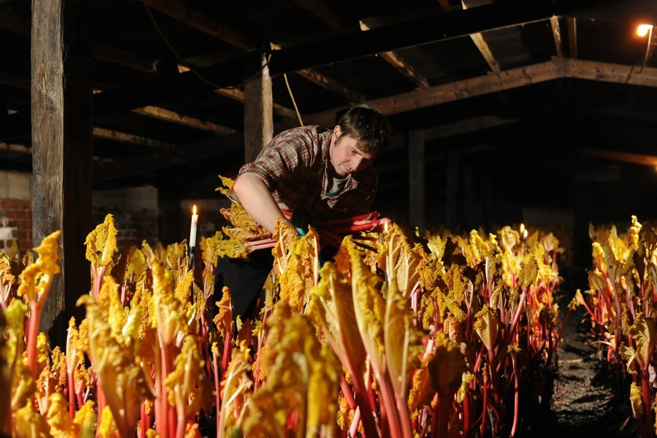 Robert Tomlinson harvesting his crop (source: Daily Telegraph)