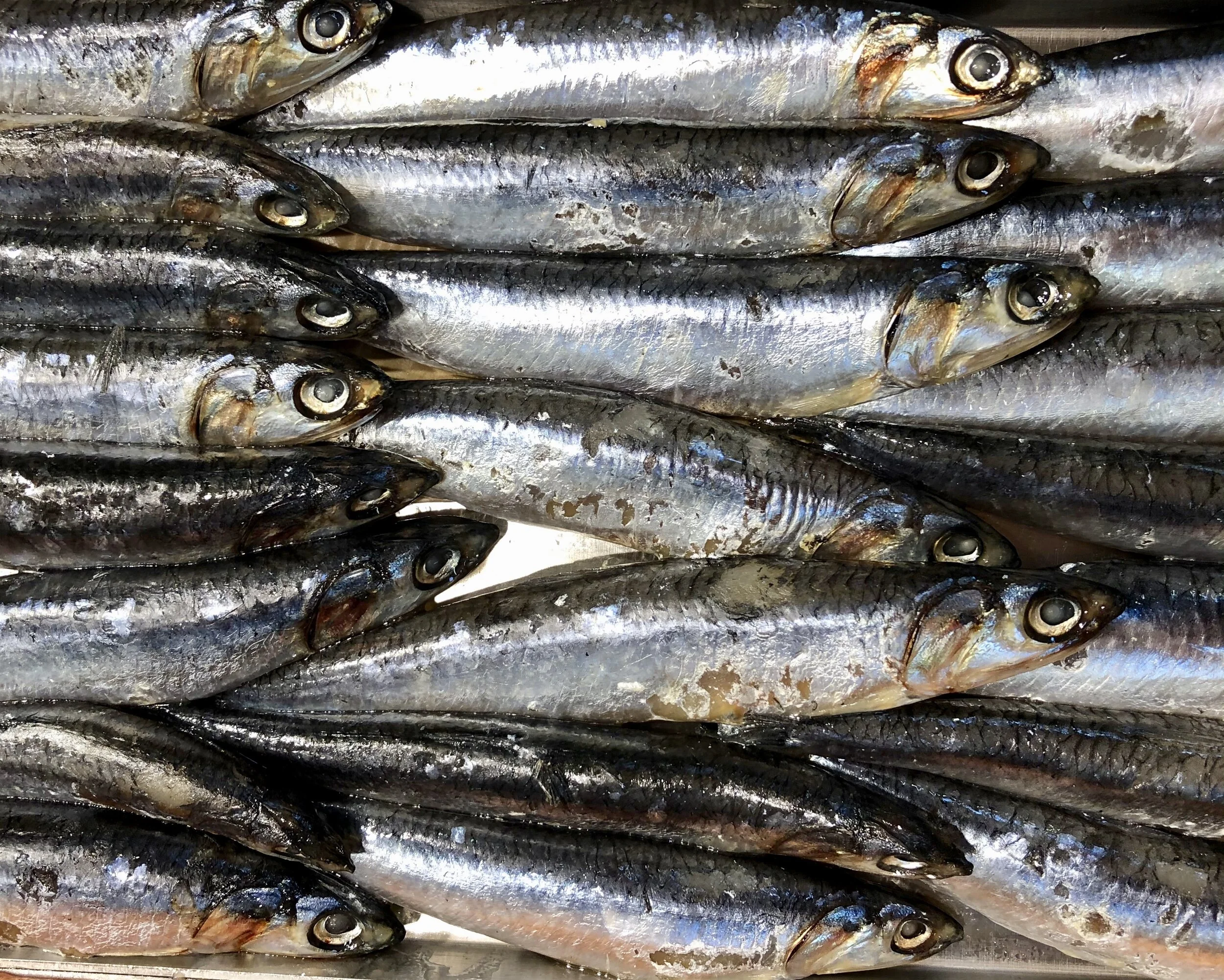 Whole, fresh anchovies